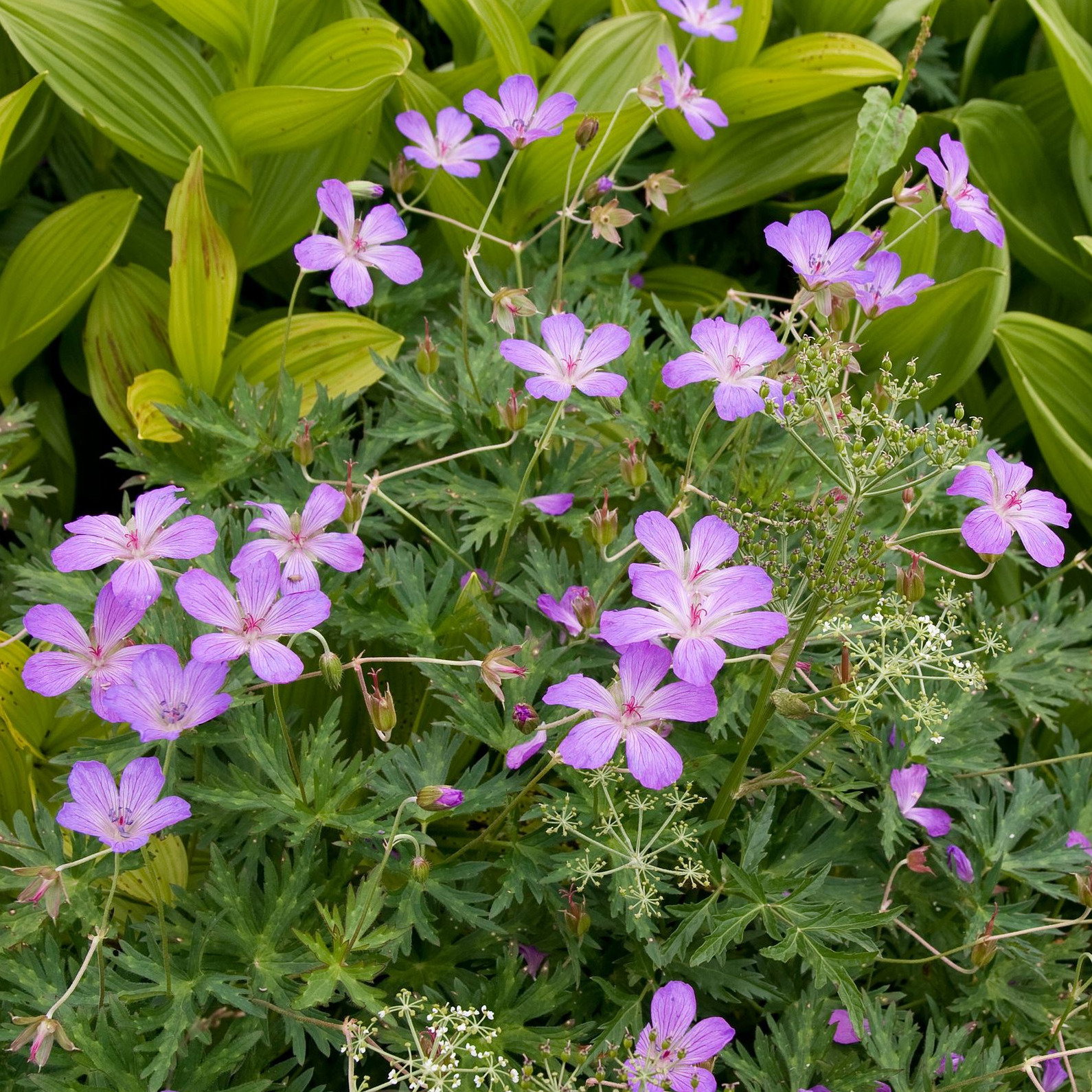 Geranium Yesoense Var. Nipponicum