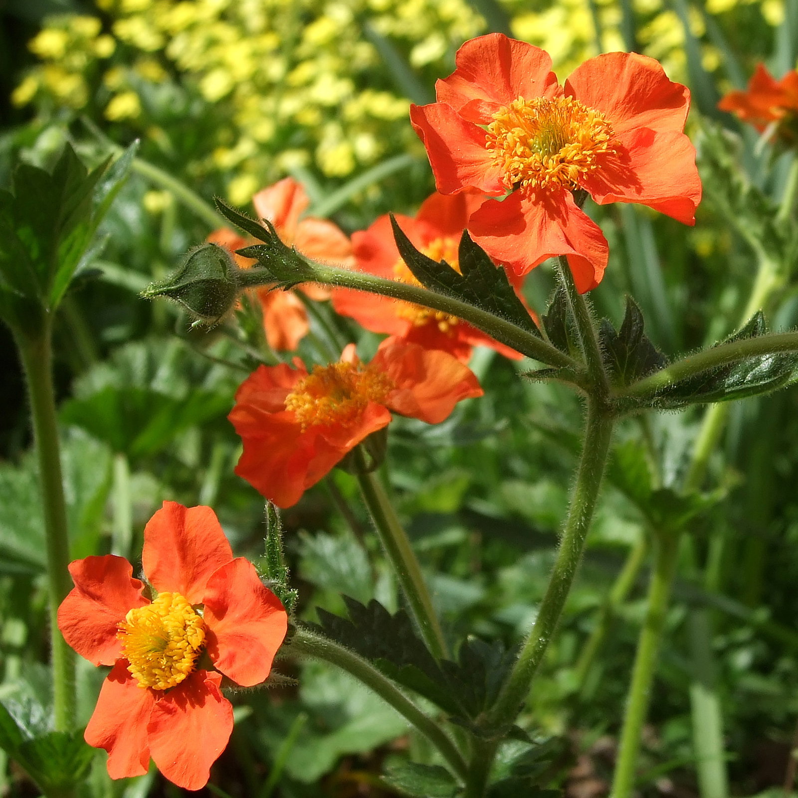 Geum Coccineum