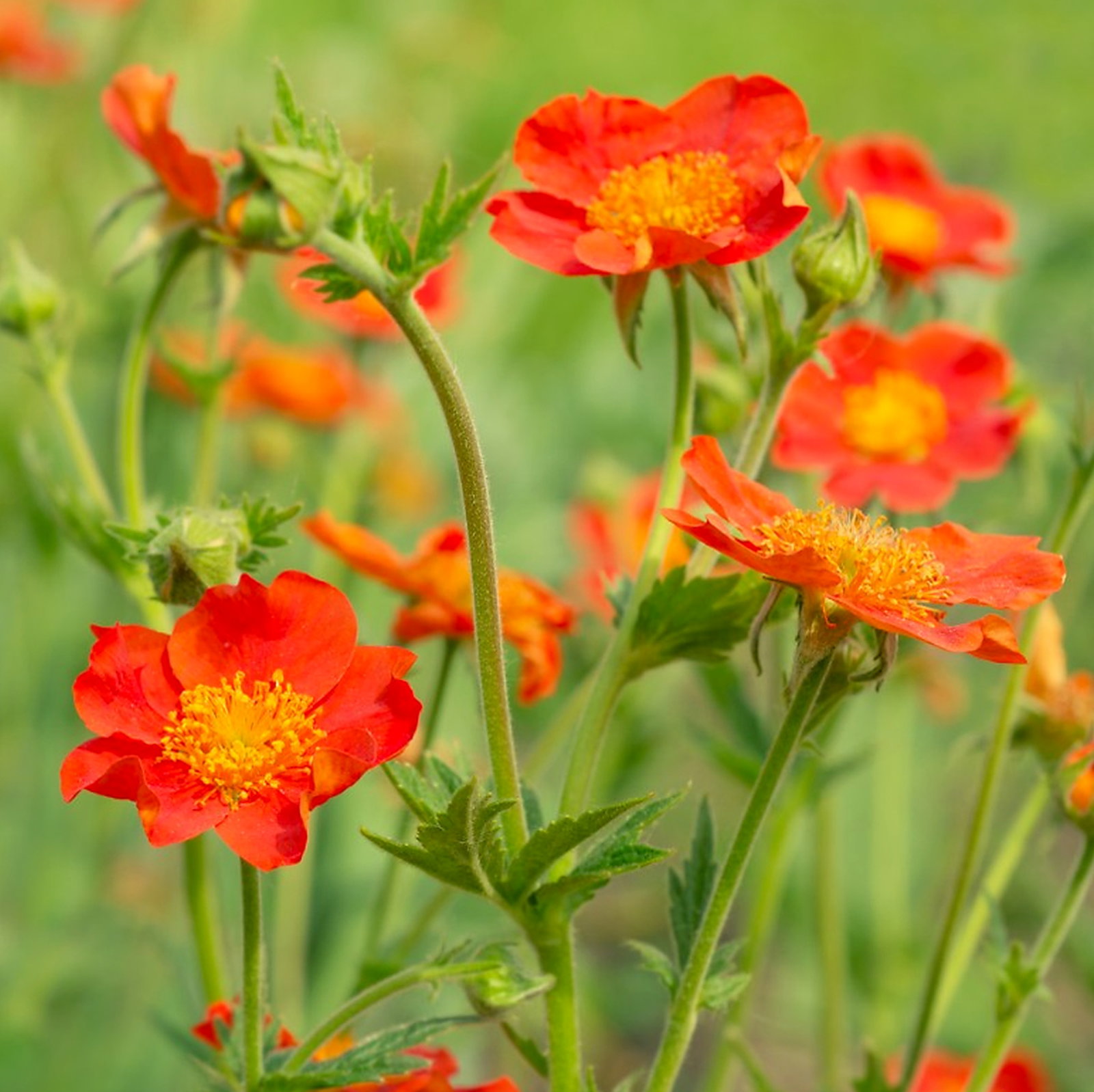 Geum Coccineum 'Koi'