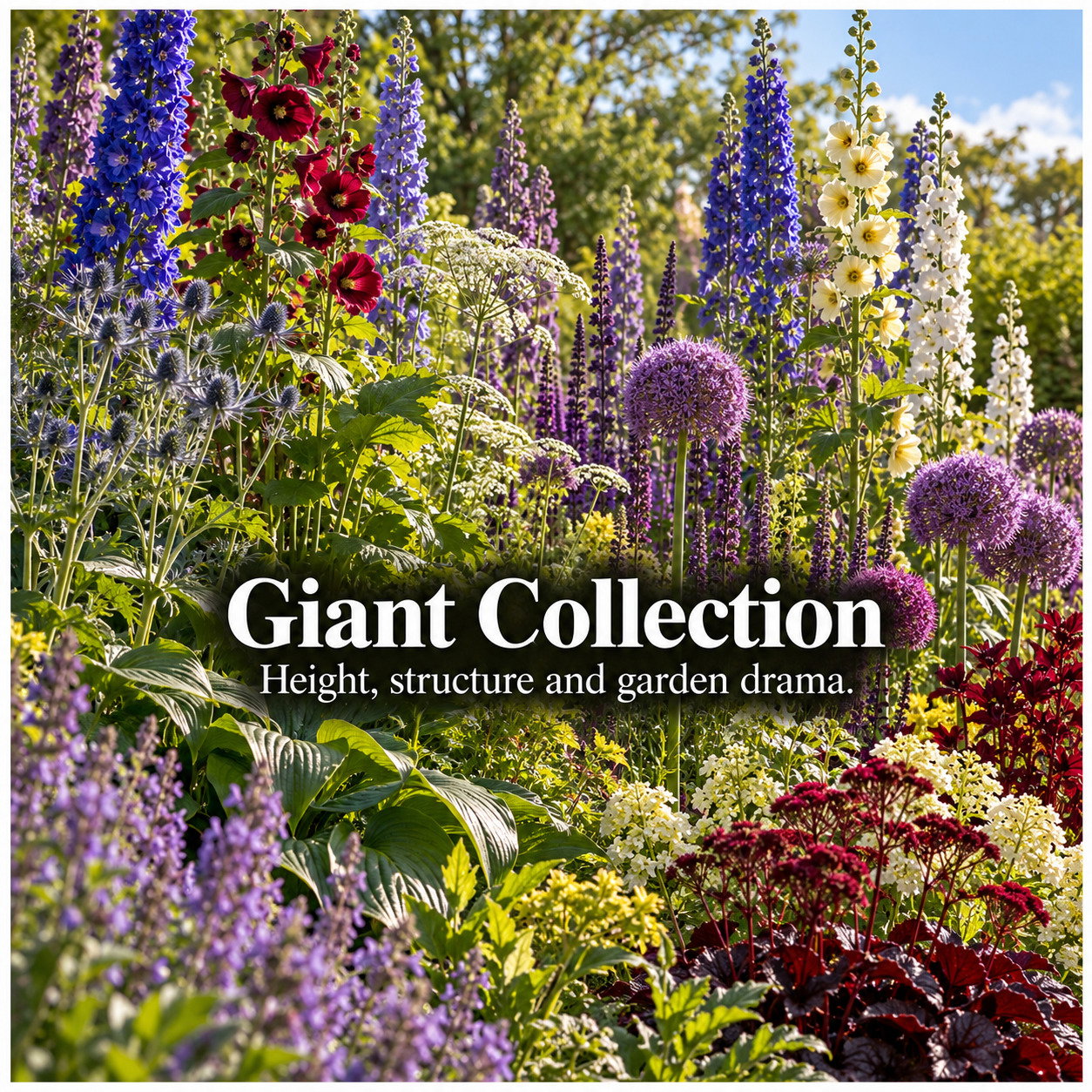 Giant Collection
