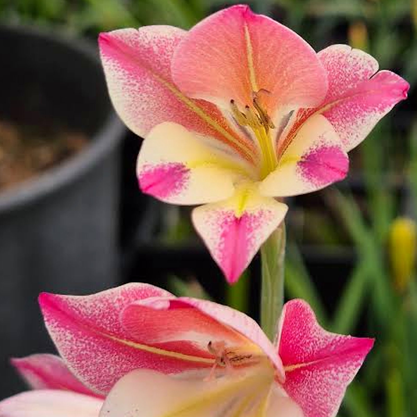 Gladiolus Huttonii X Tristis