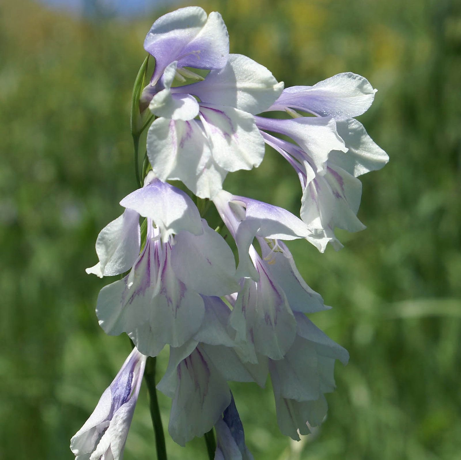 Gladiolus Kotschyanus