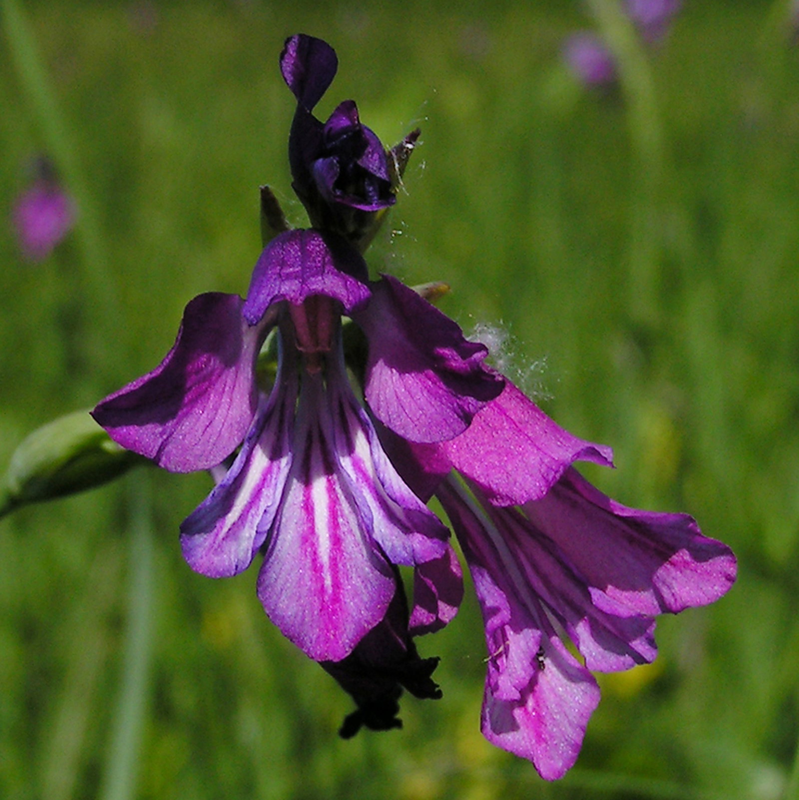 Gladiolus Tenuis