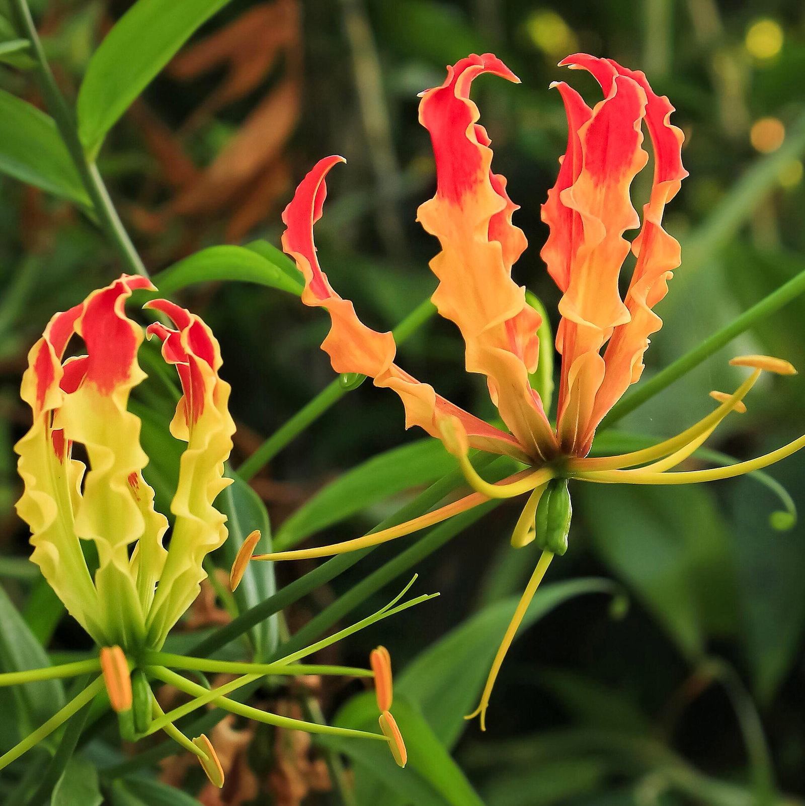 Gloriosa Species Mixture