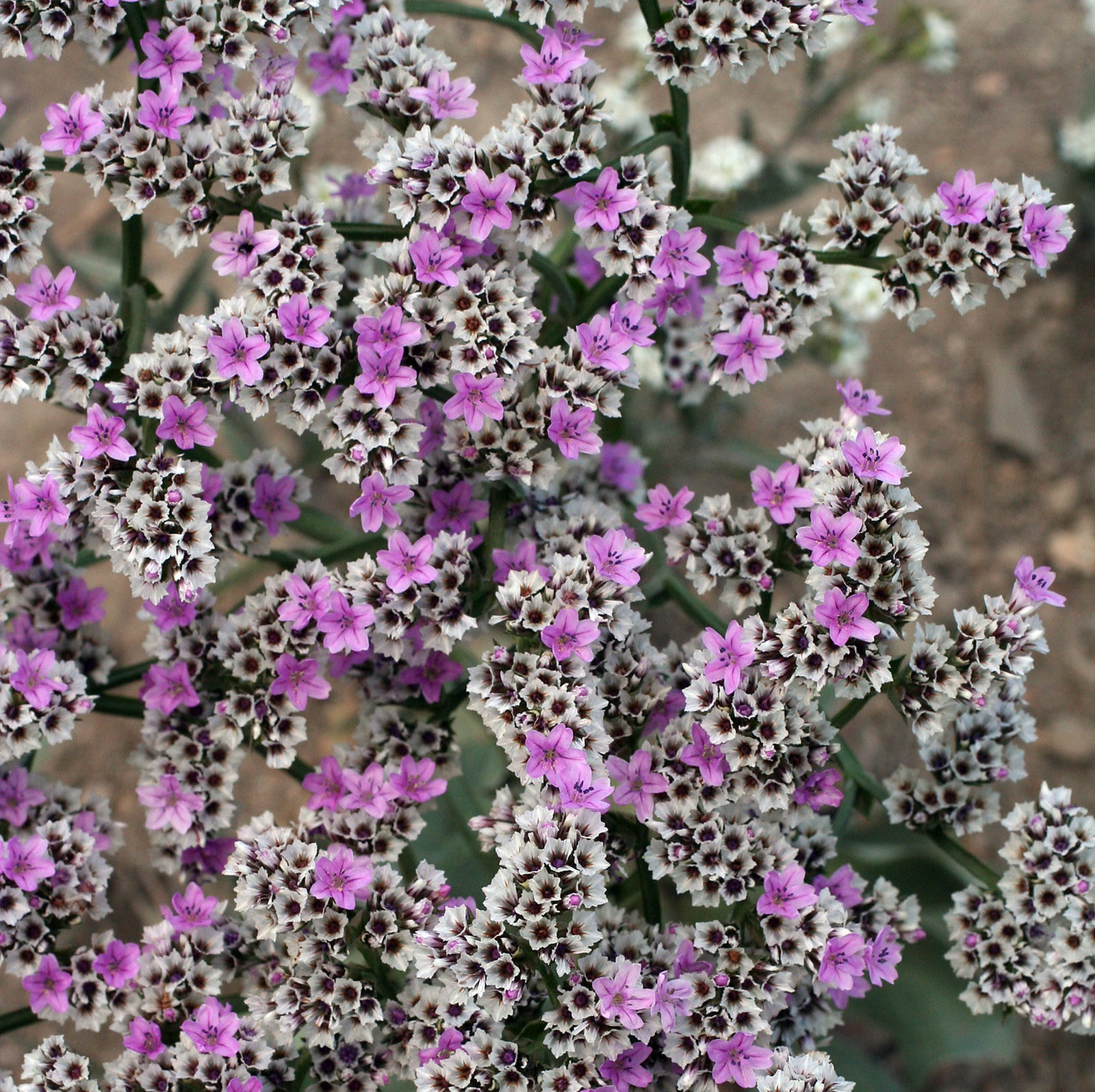 Goniolimon Speciosum