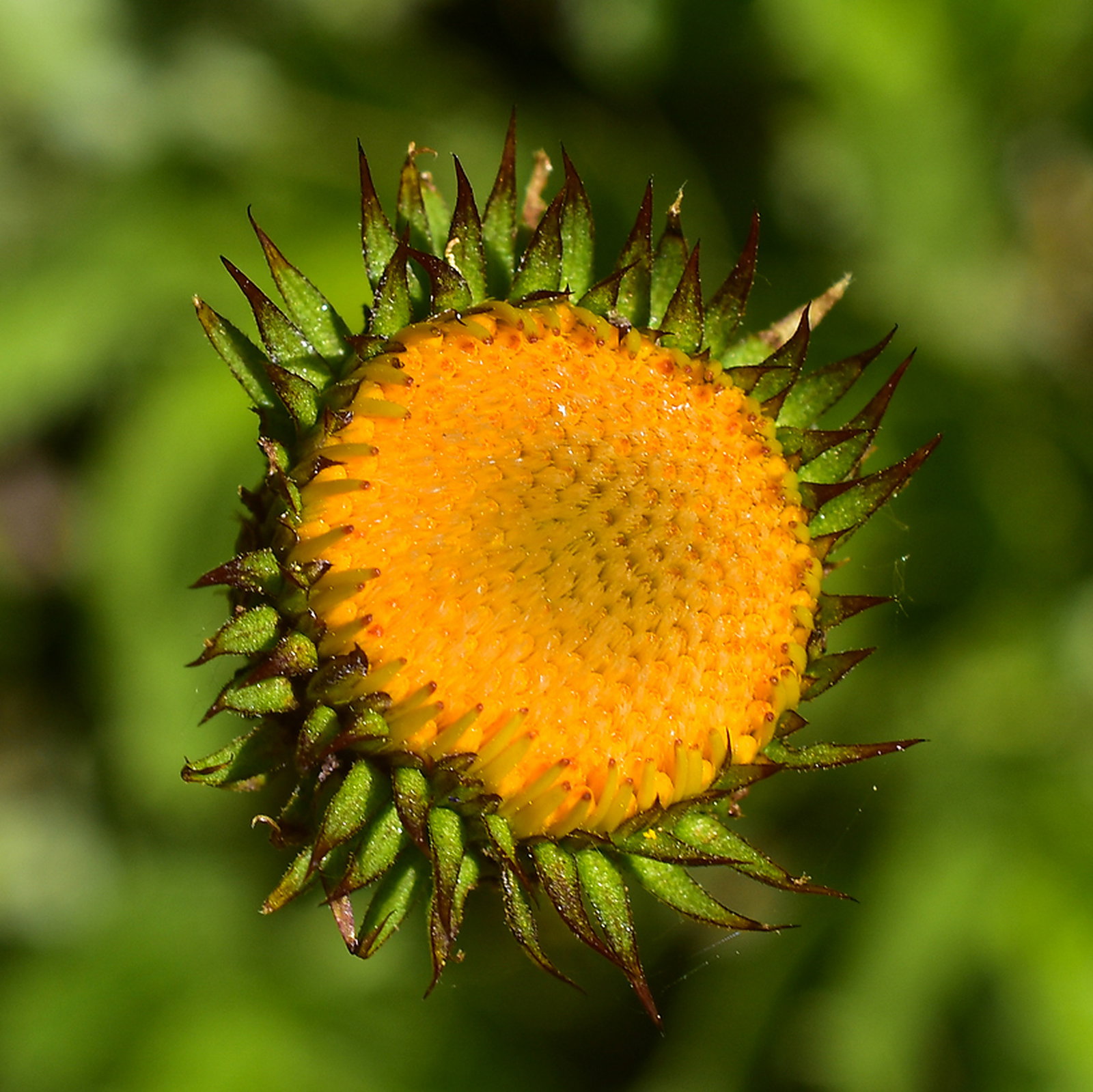 Haplopappus Macrocephalus