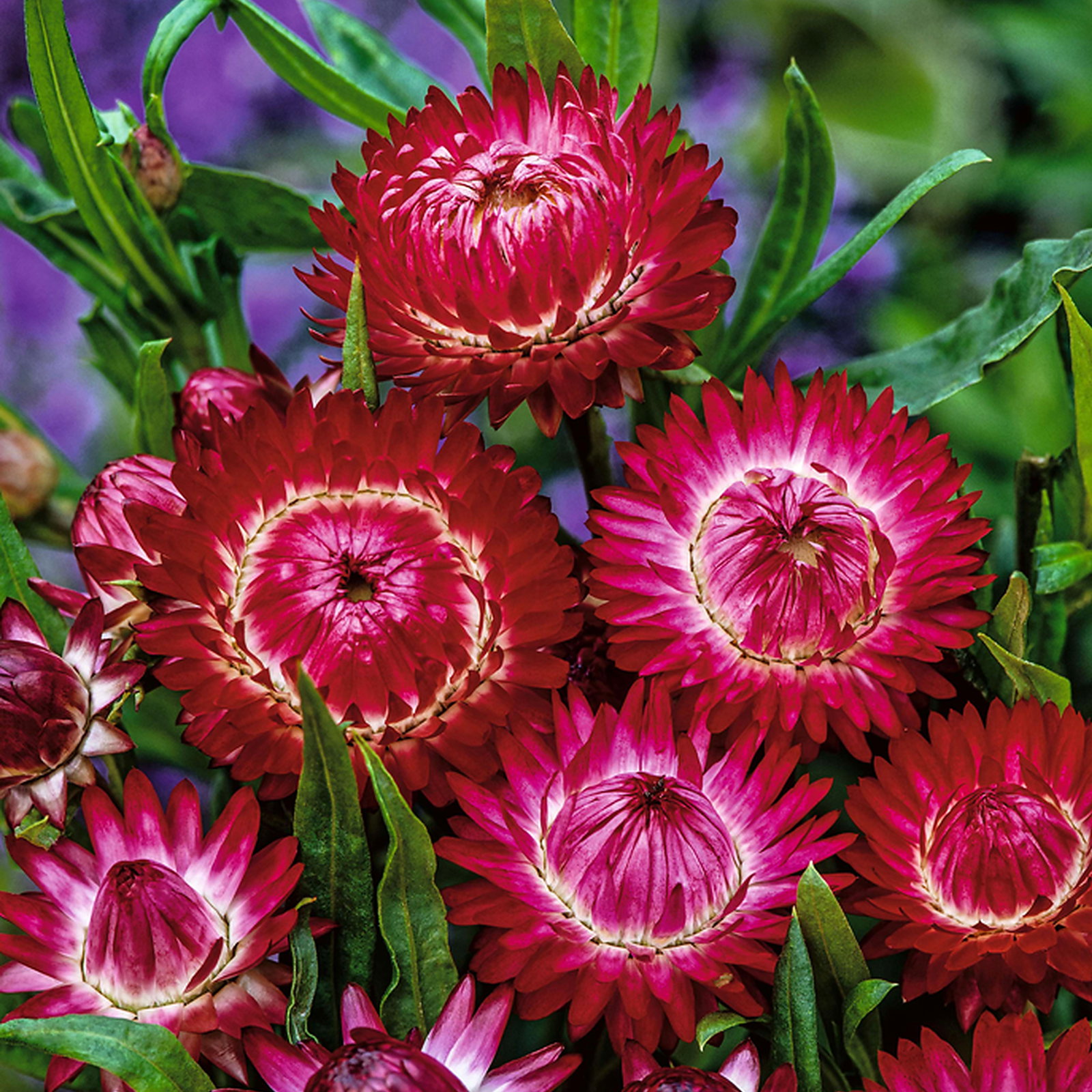 Helichrysum Bracteatum Purple Red