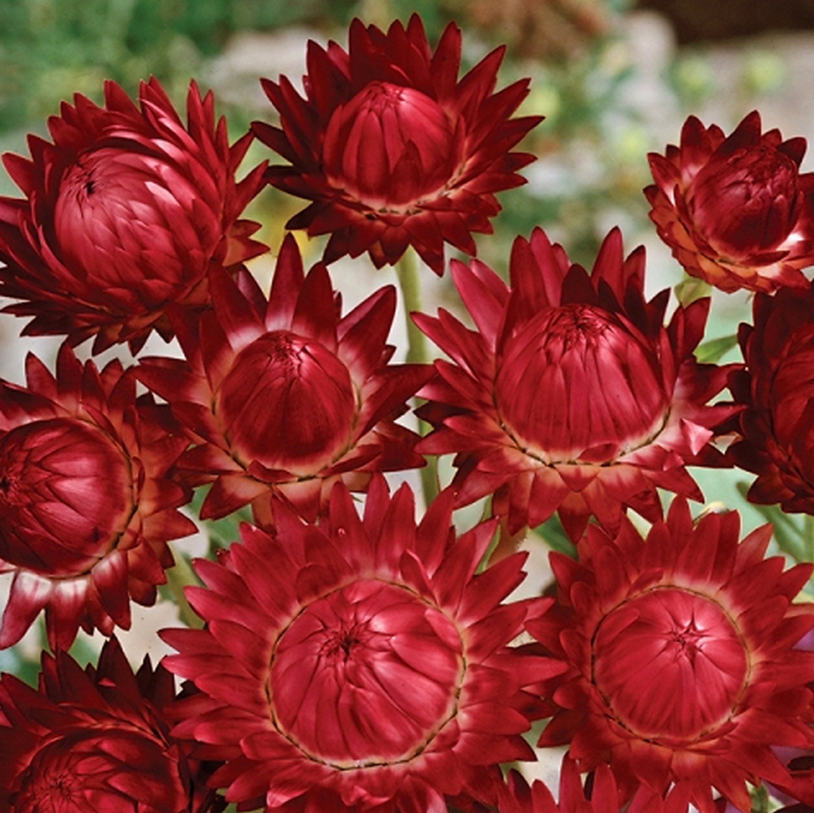 Helichrysum Bracteatum Double Red