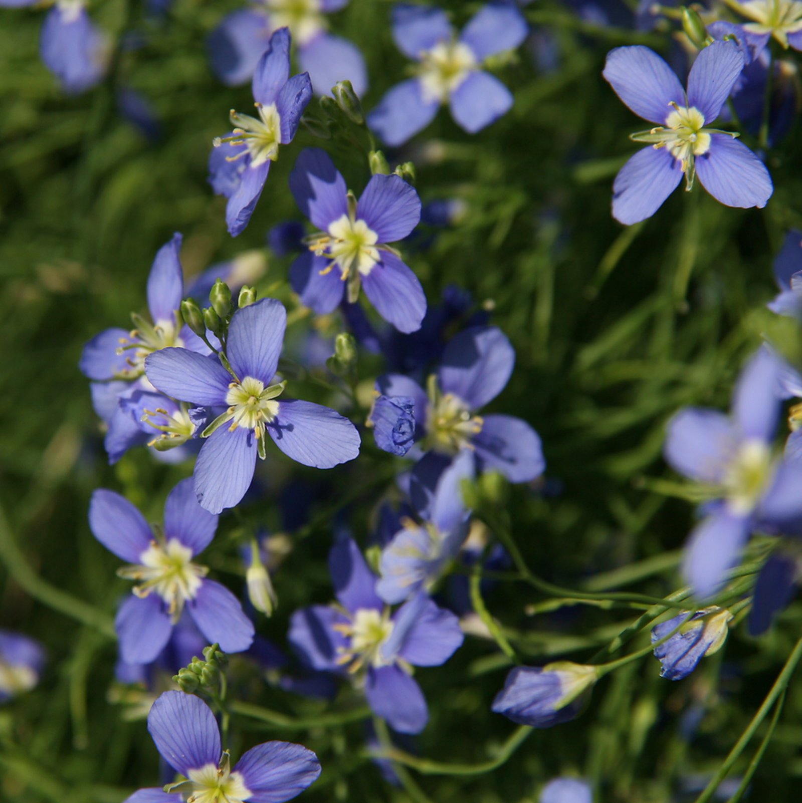 Heliophila Coronopifolia