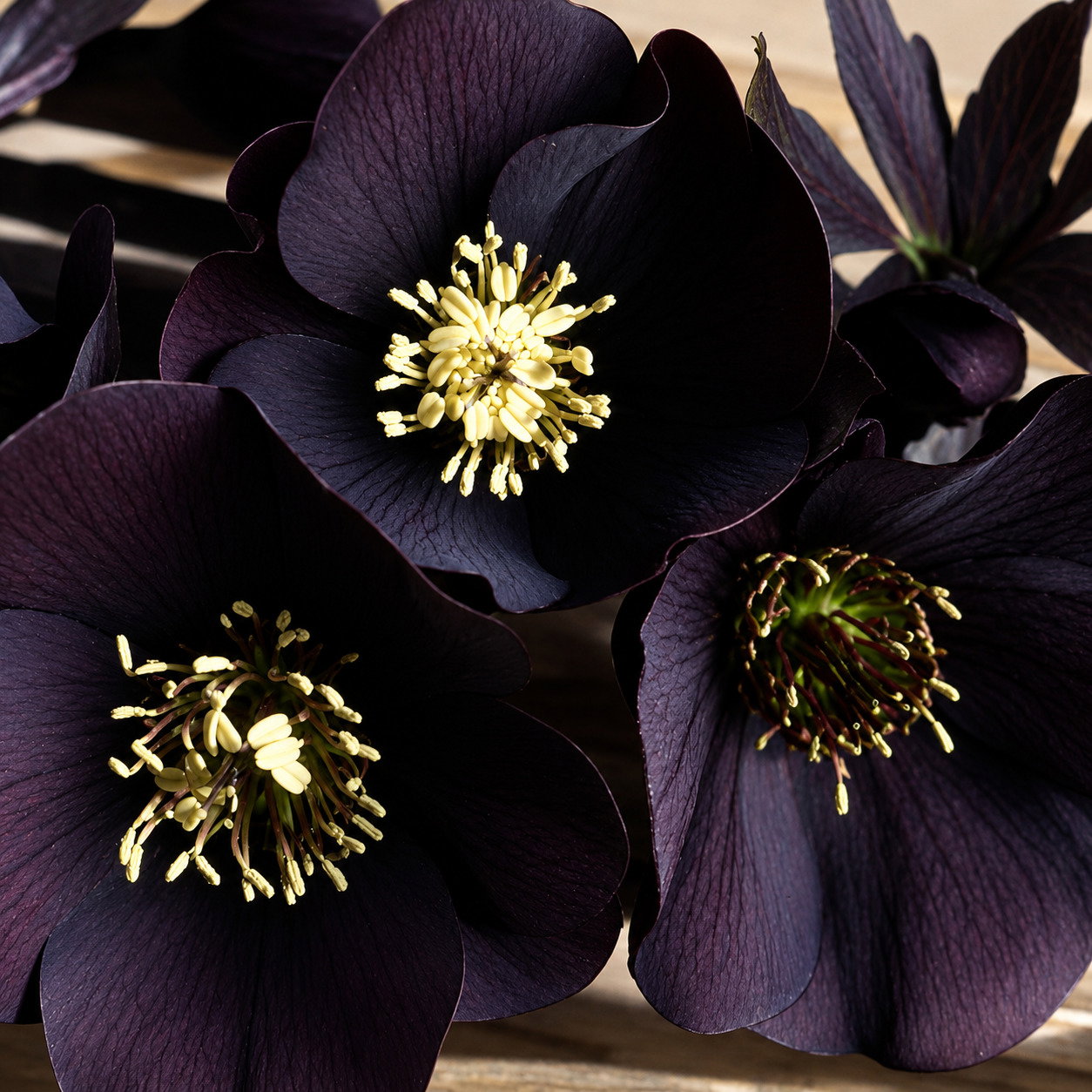 Helleborus Orientalis 'Black Beauty'