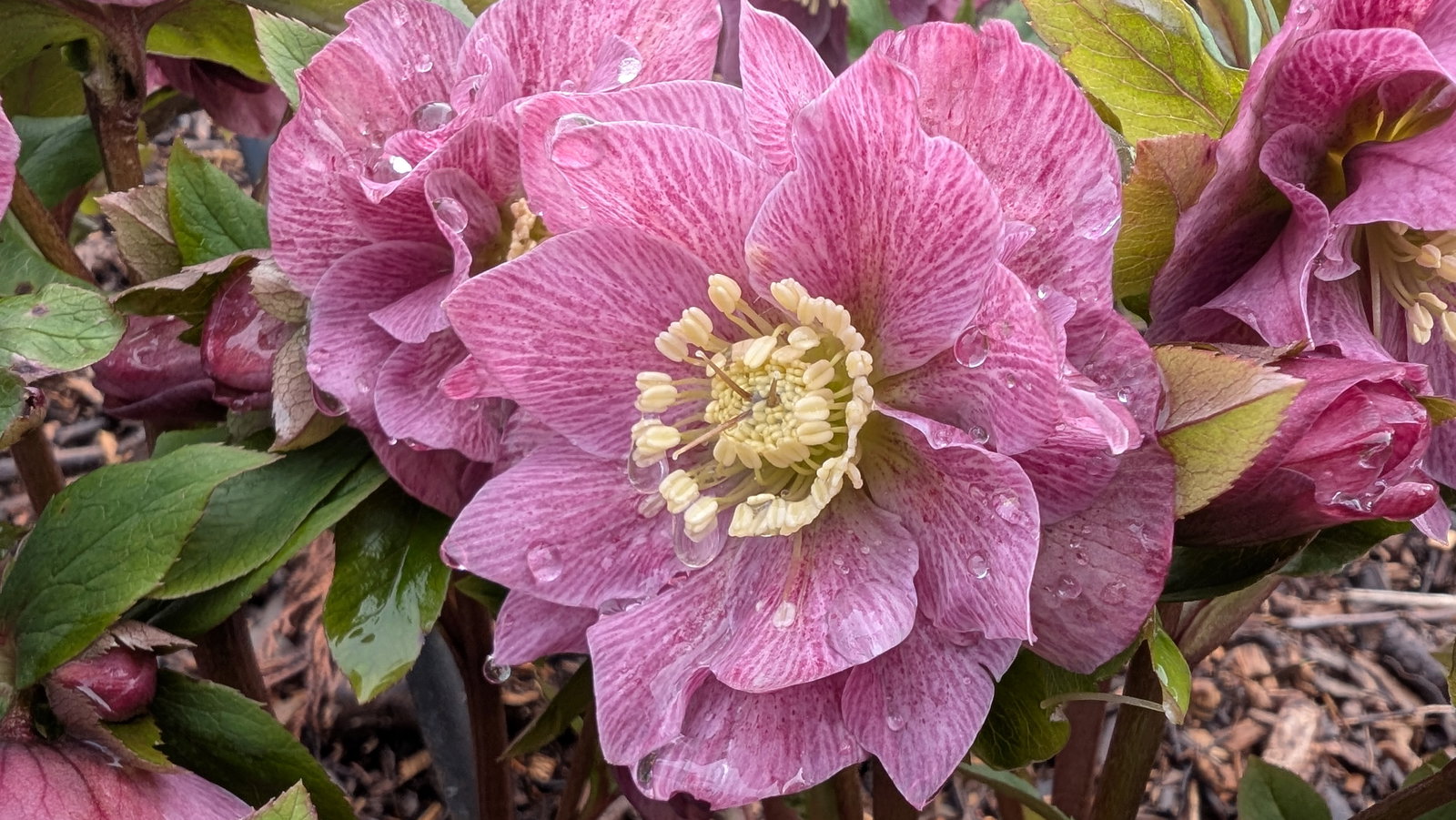 HELLEBORUS SEEDS