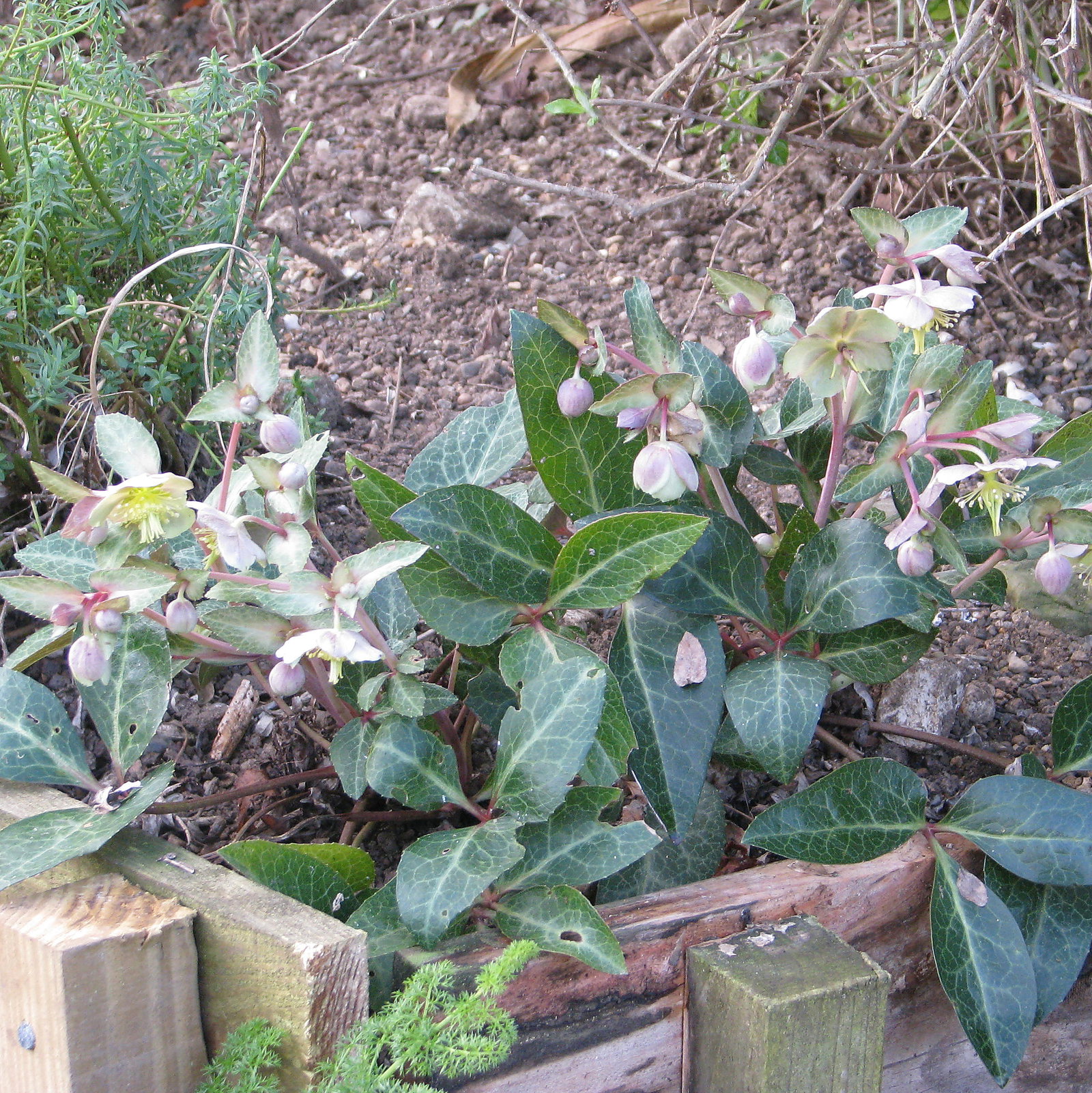 Helleborus Lividus