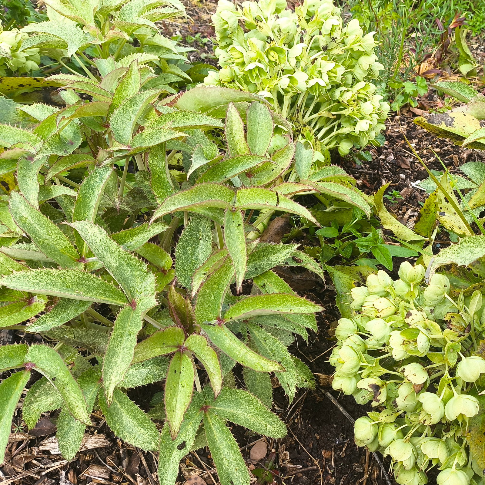 Helleborus 'Pacific Frost'
