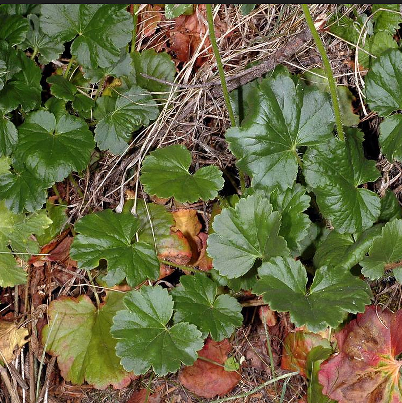 Heuchera Chlorantha
