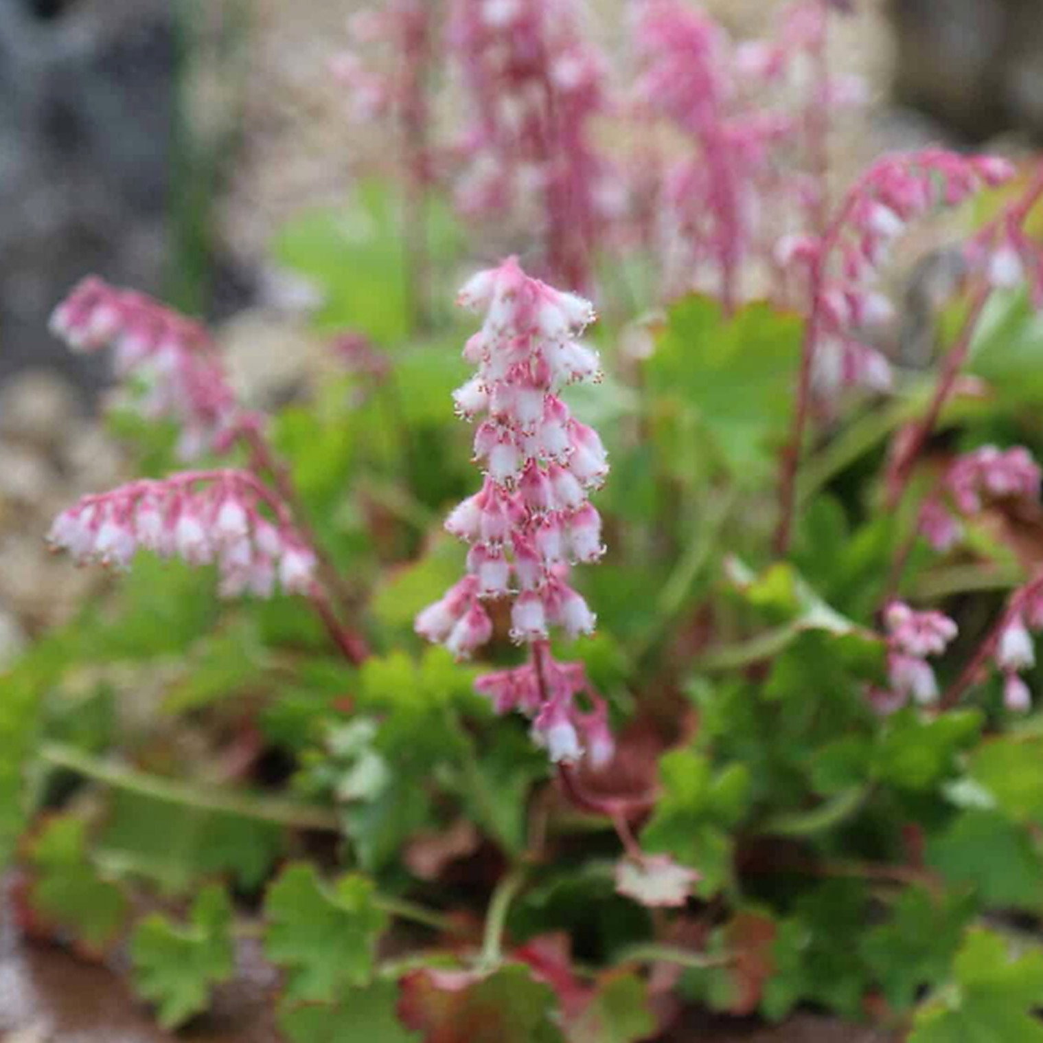 Heuchera Pulchella