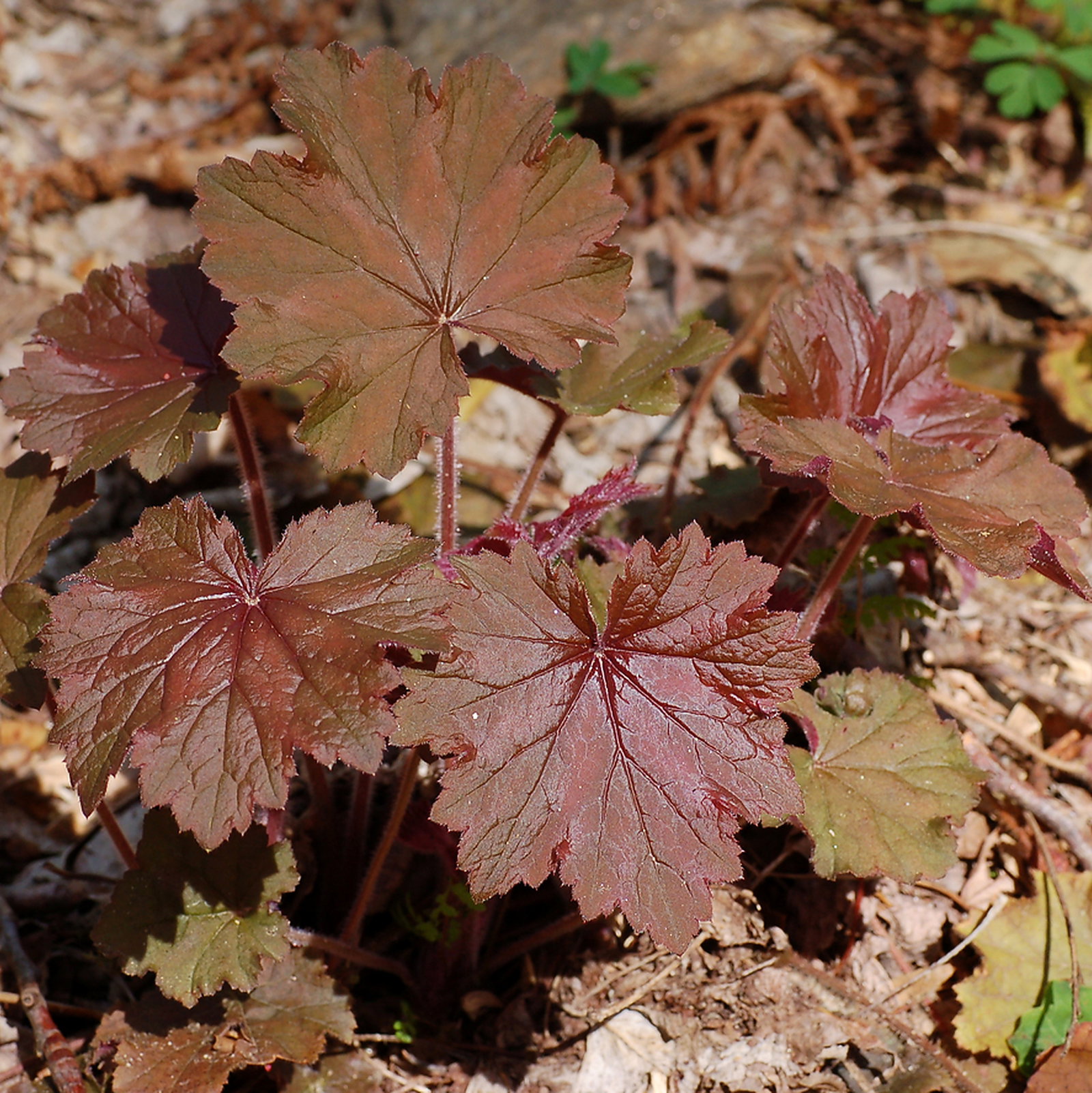 Heuchera Villosa