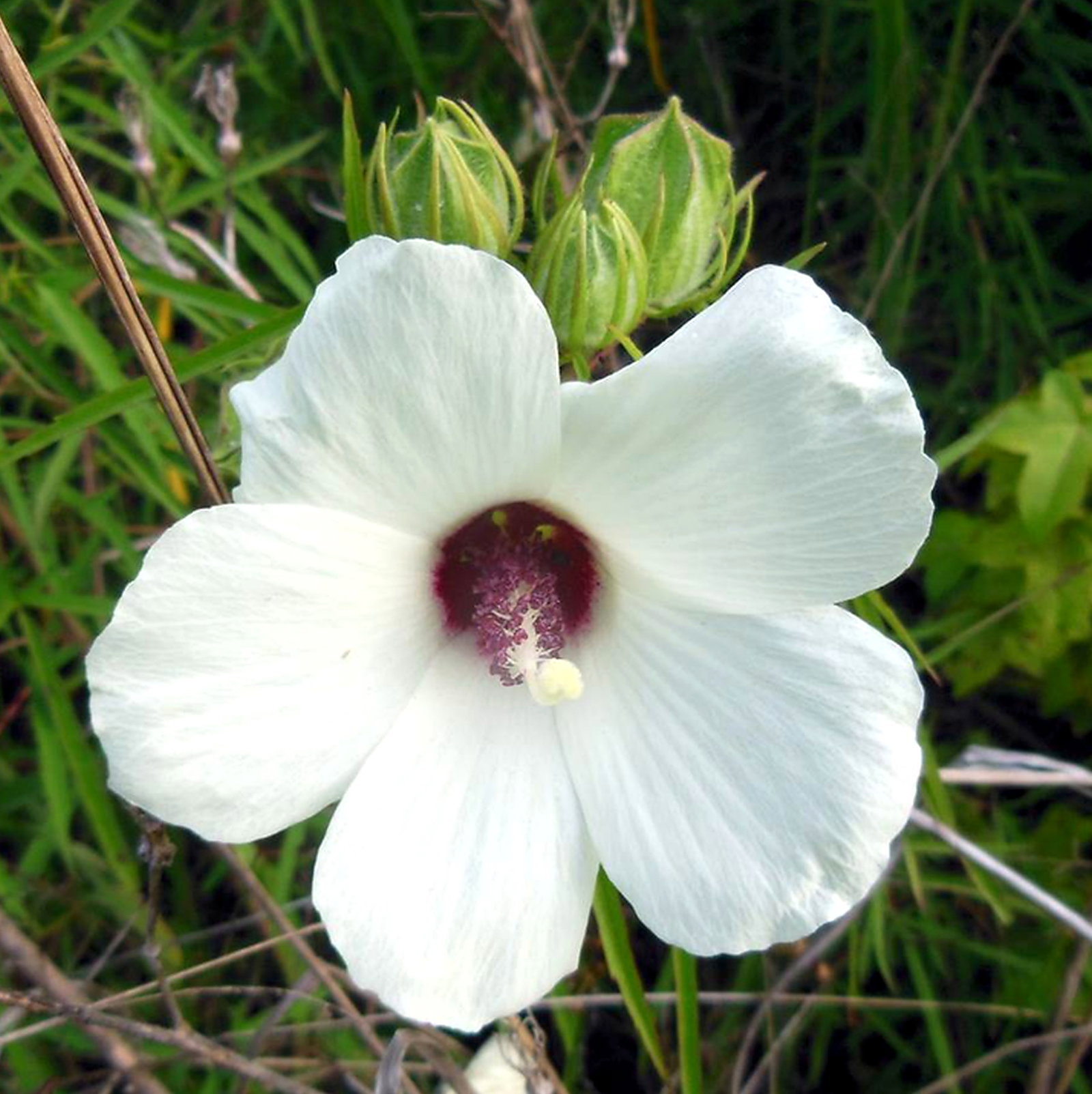 Hibiscus Dasycalyx