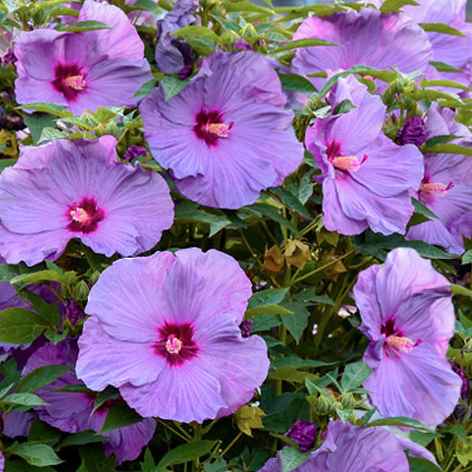 Hibiscus Hybrida 'Summerific Lilac Crush'