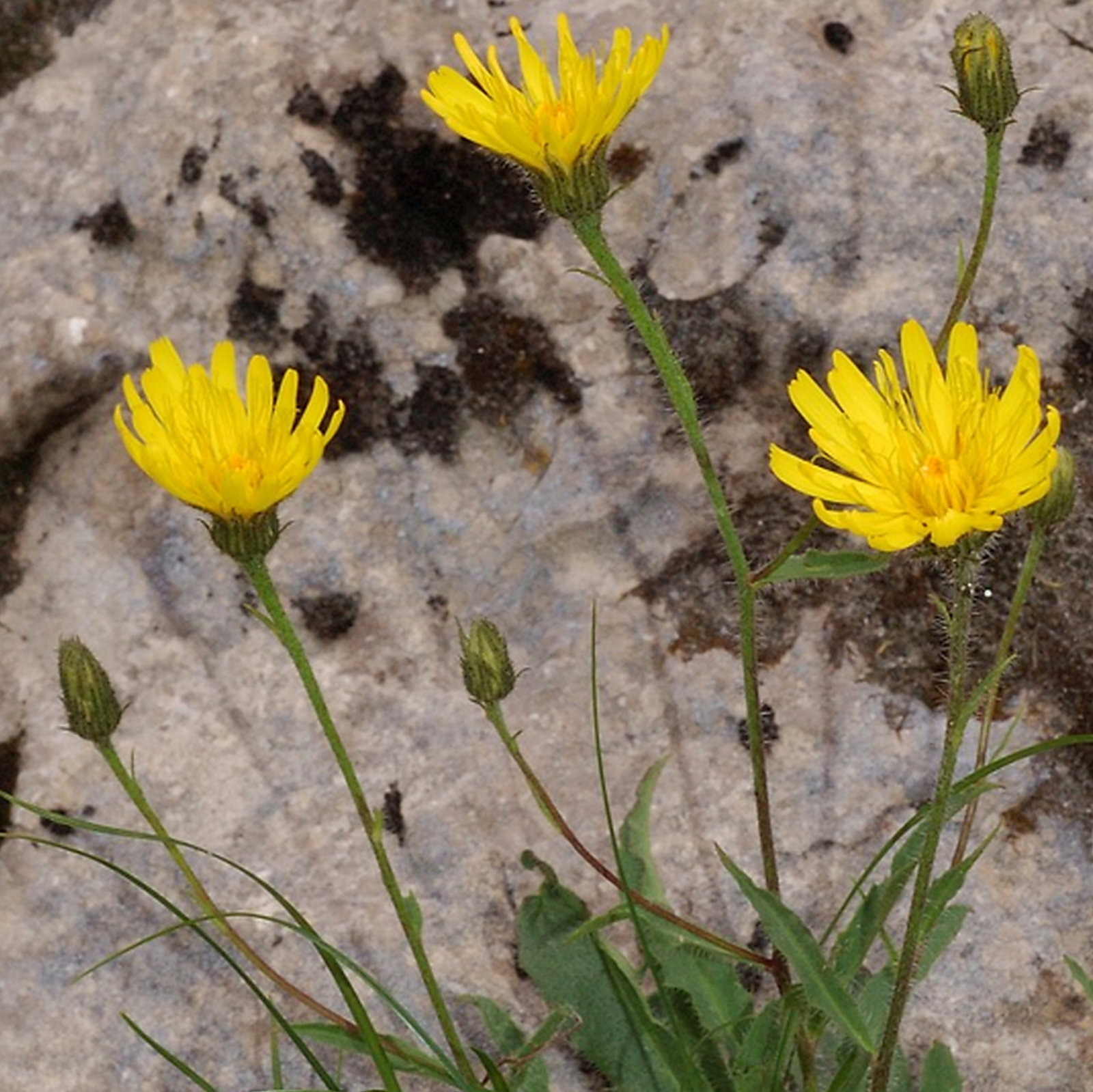 Hieracium Pilosum