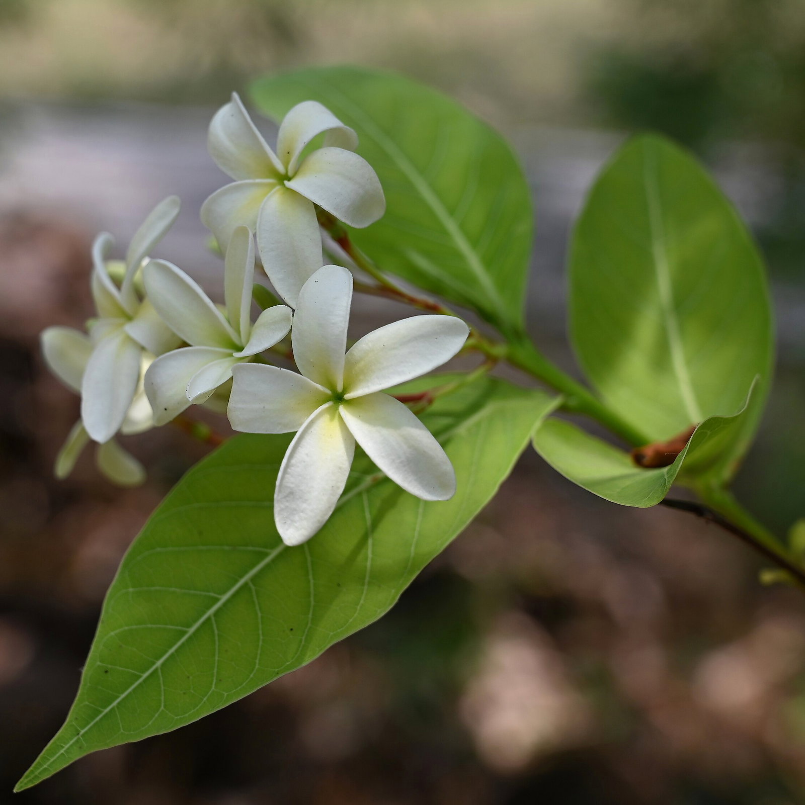 Holarrhena Pubescens