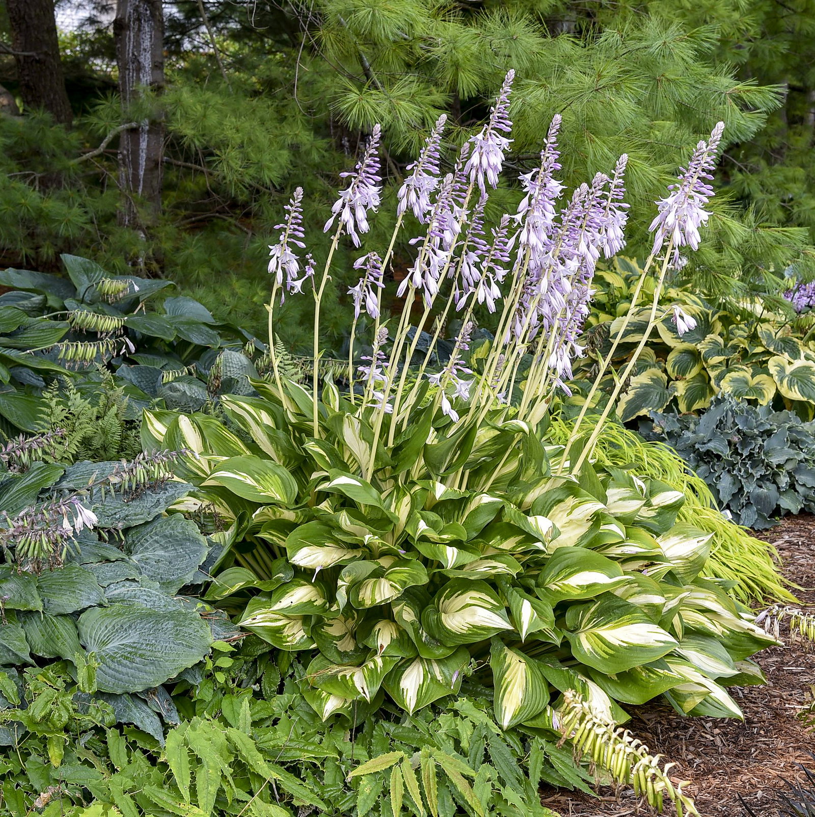 Hosta Mixed Hybrids And Cultivars