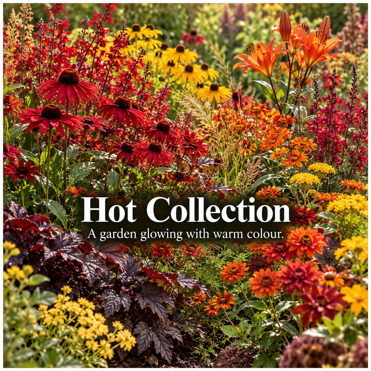 Hot Collection