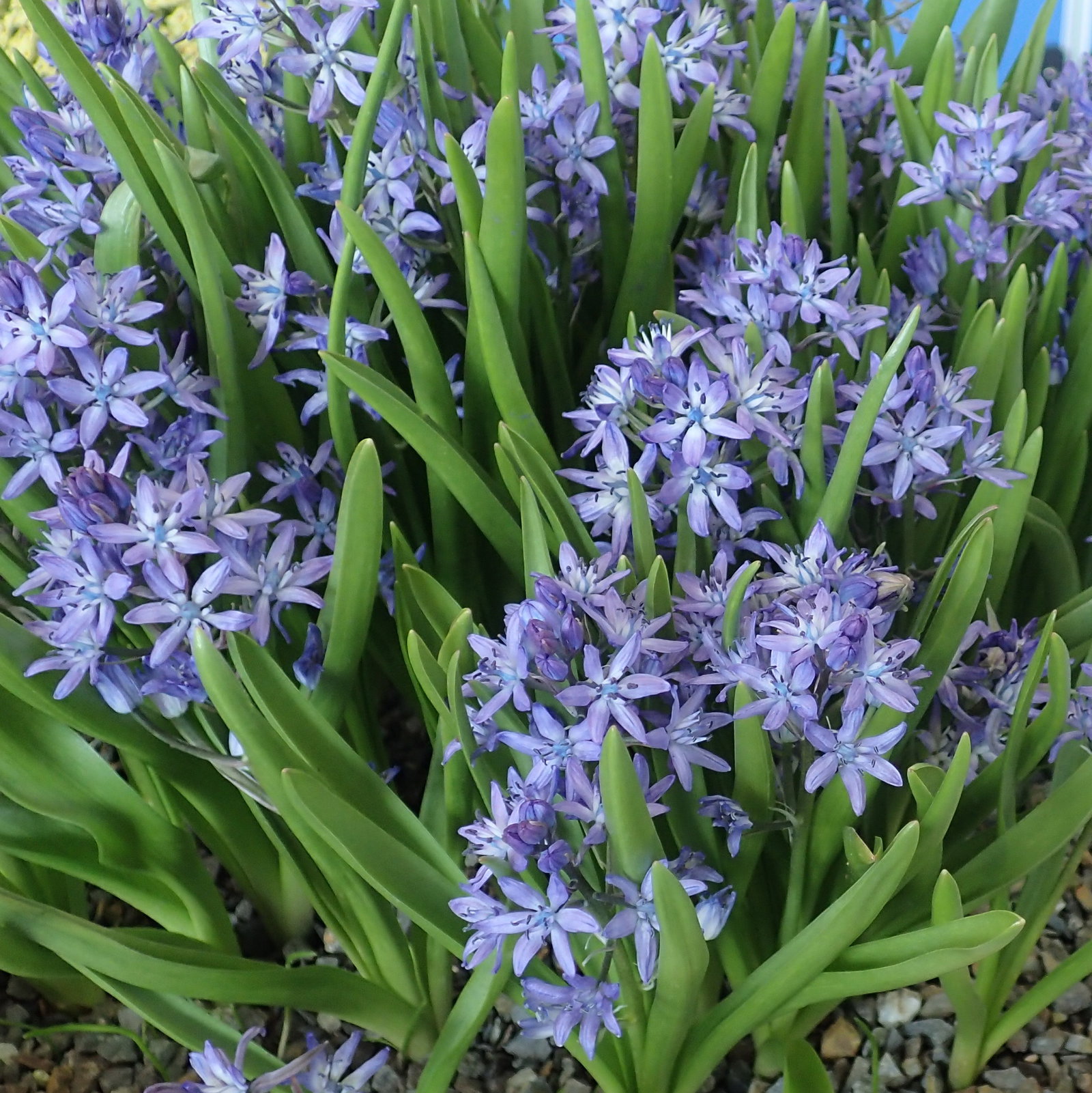 Hyacinthoides Reverchonii