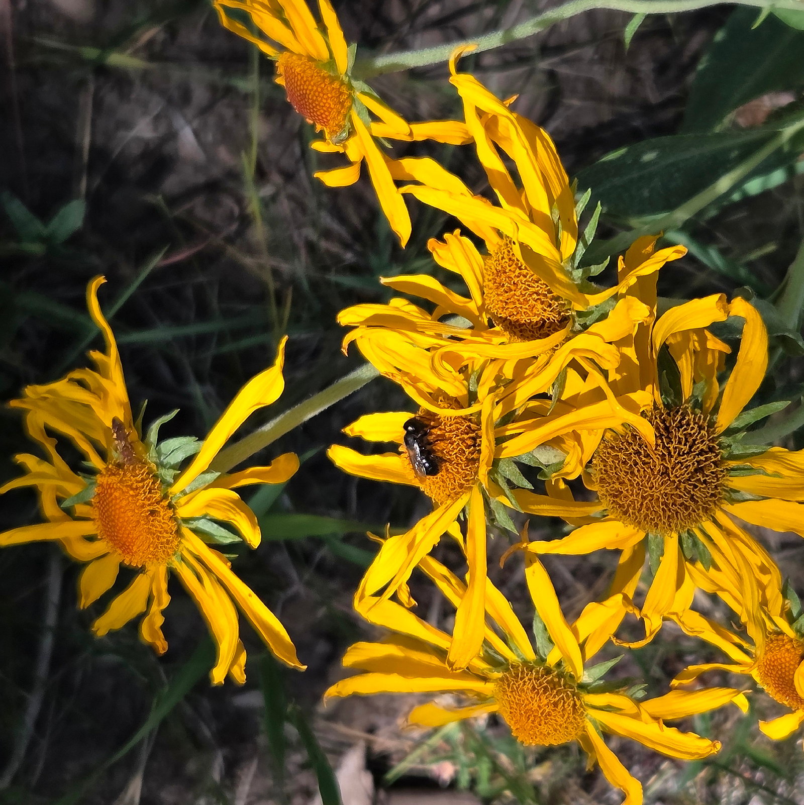 Hymenoxys Hoopesii
