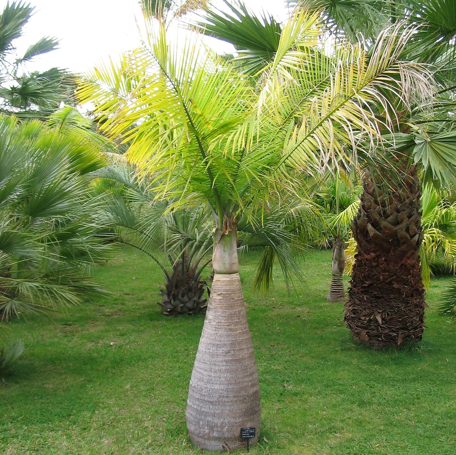 Hyophorbe Lagenicaulis