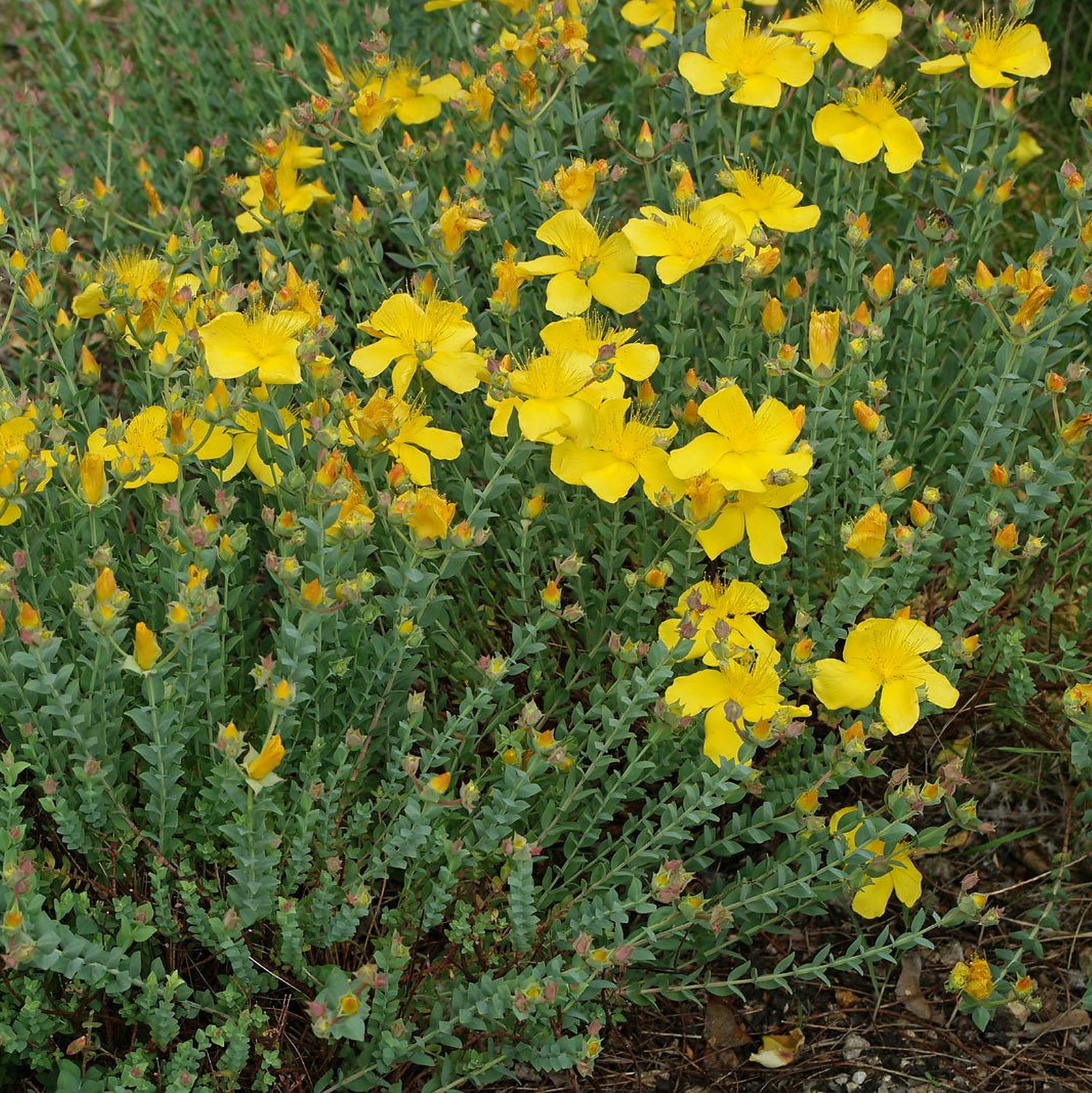 Hypericum Polyphyllum