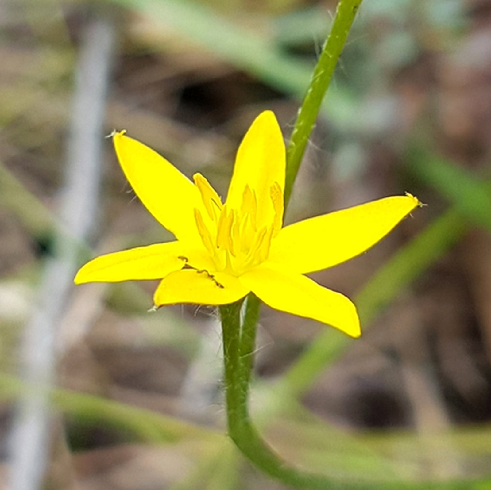 Hypoxis Hygrometrica