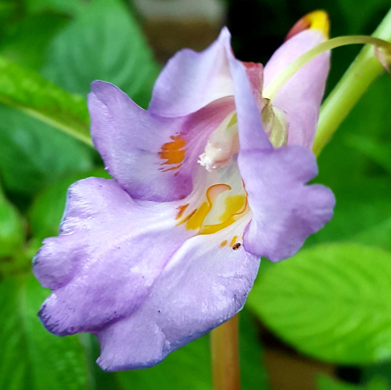 Impatiens Arguta