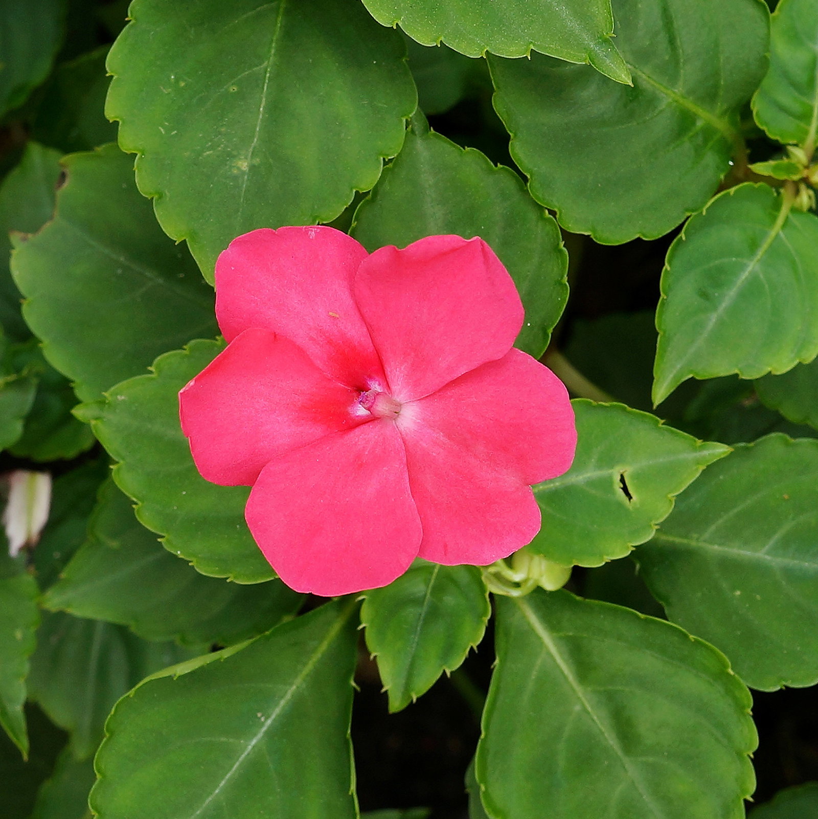 Impatiens Walleriana