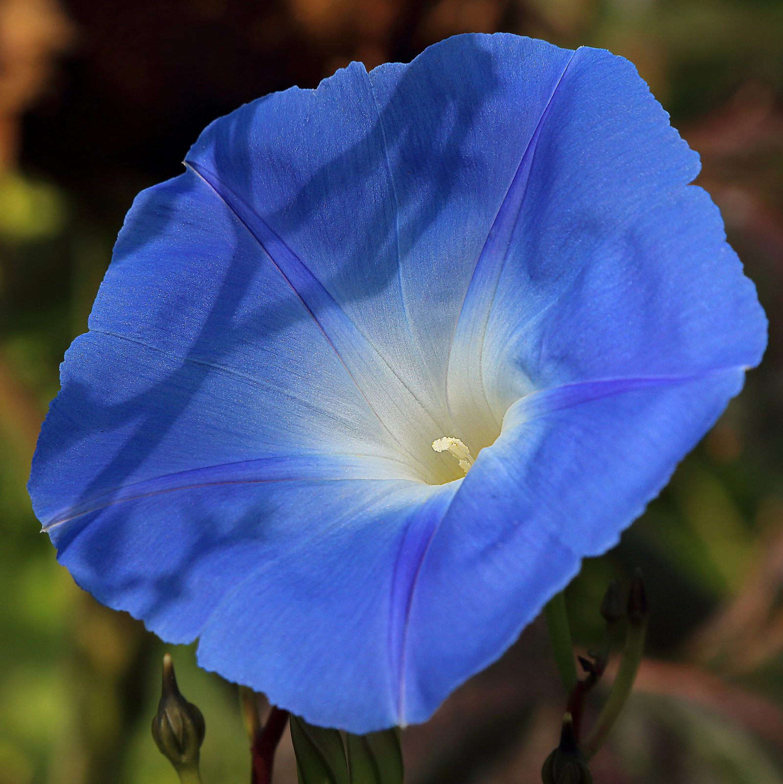 Ipomoea Tricolor