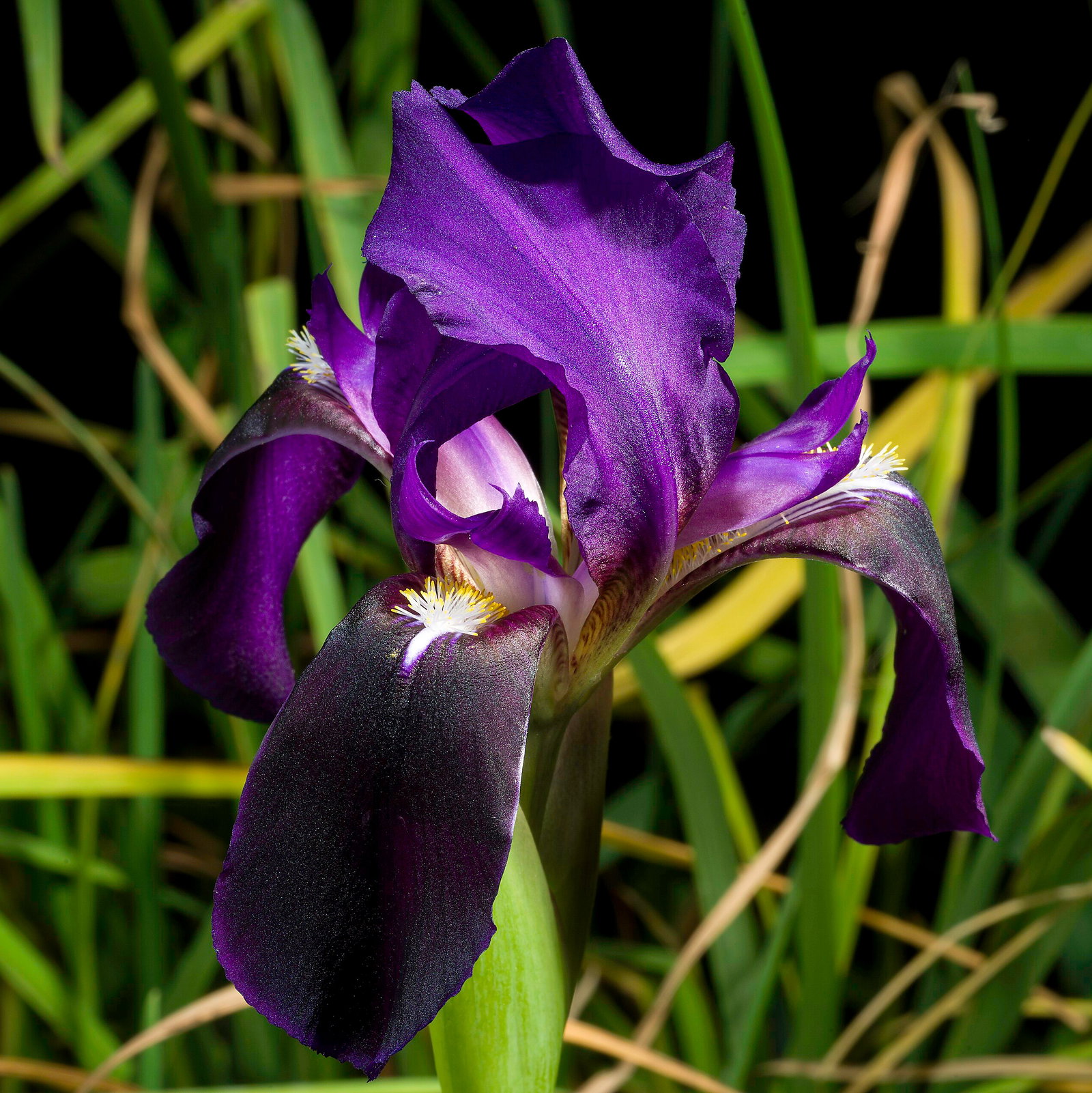Iris Bicapitata