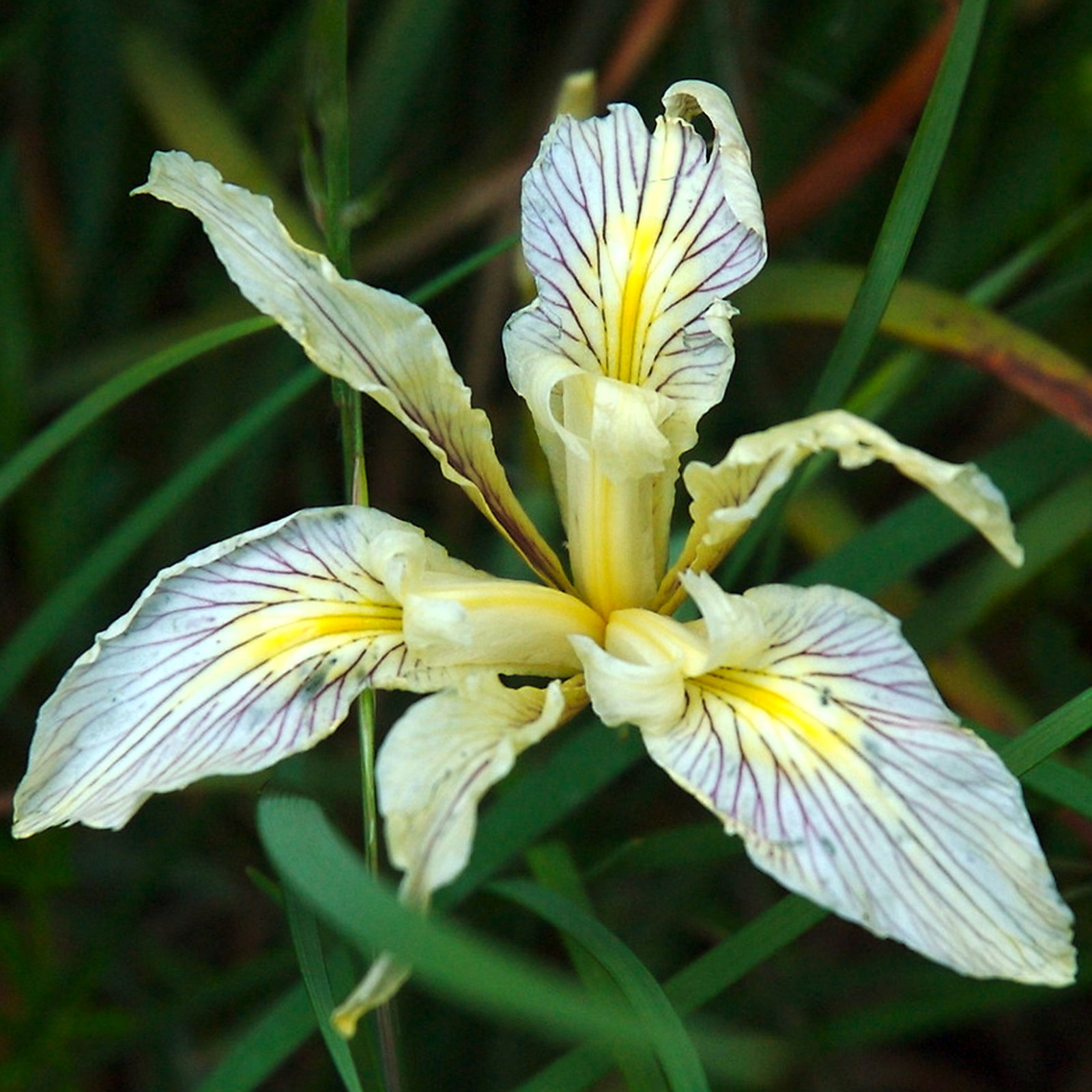 Iris Bracteata