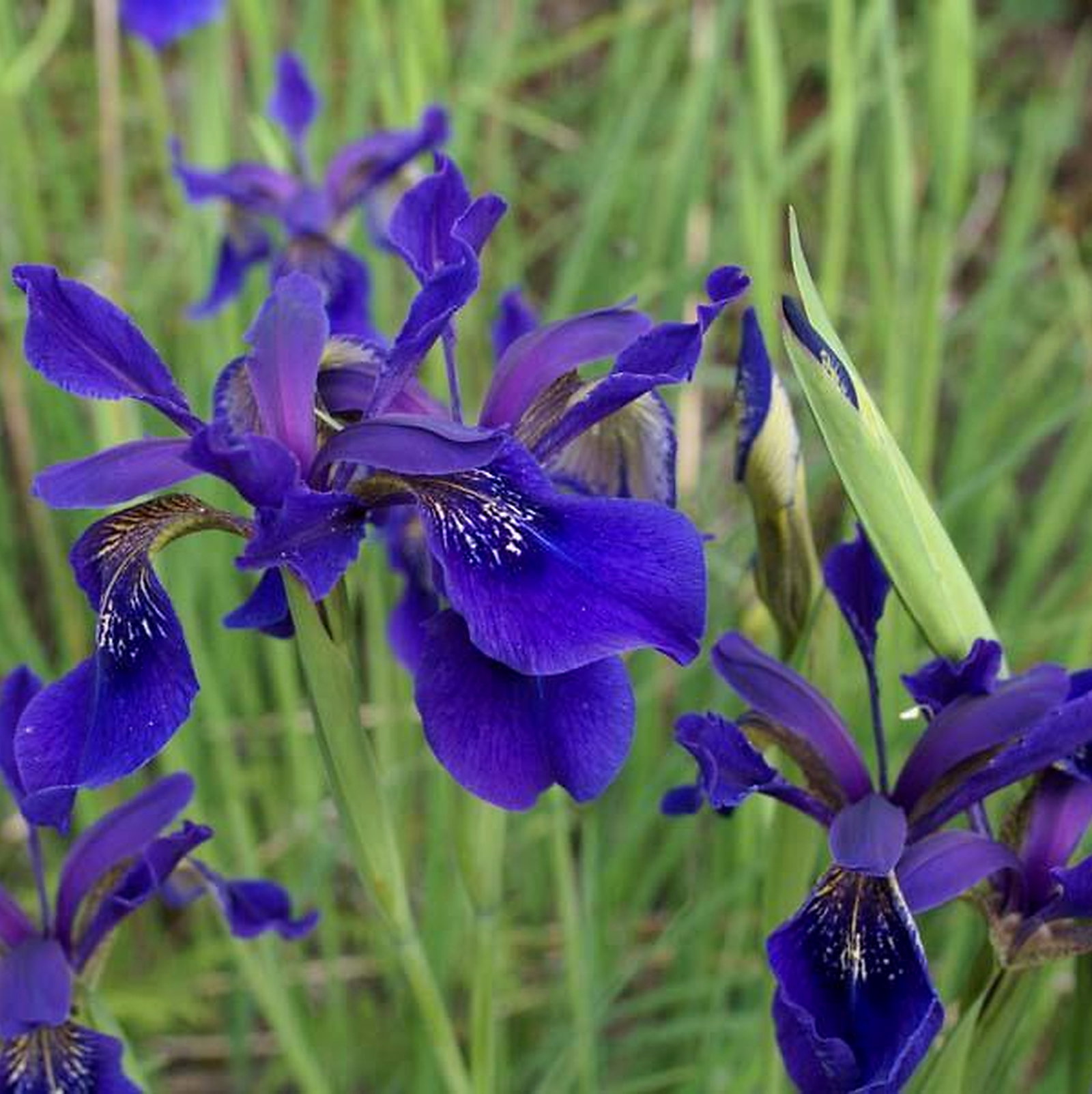 Iris Bulleyana Hybrids