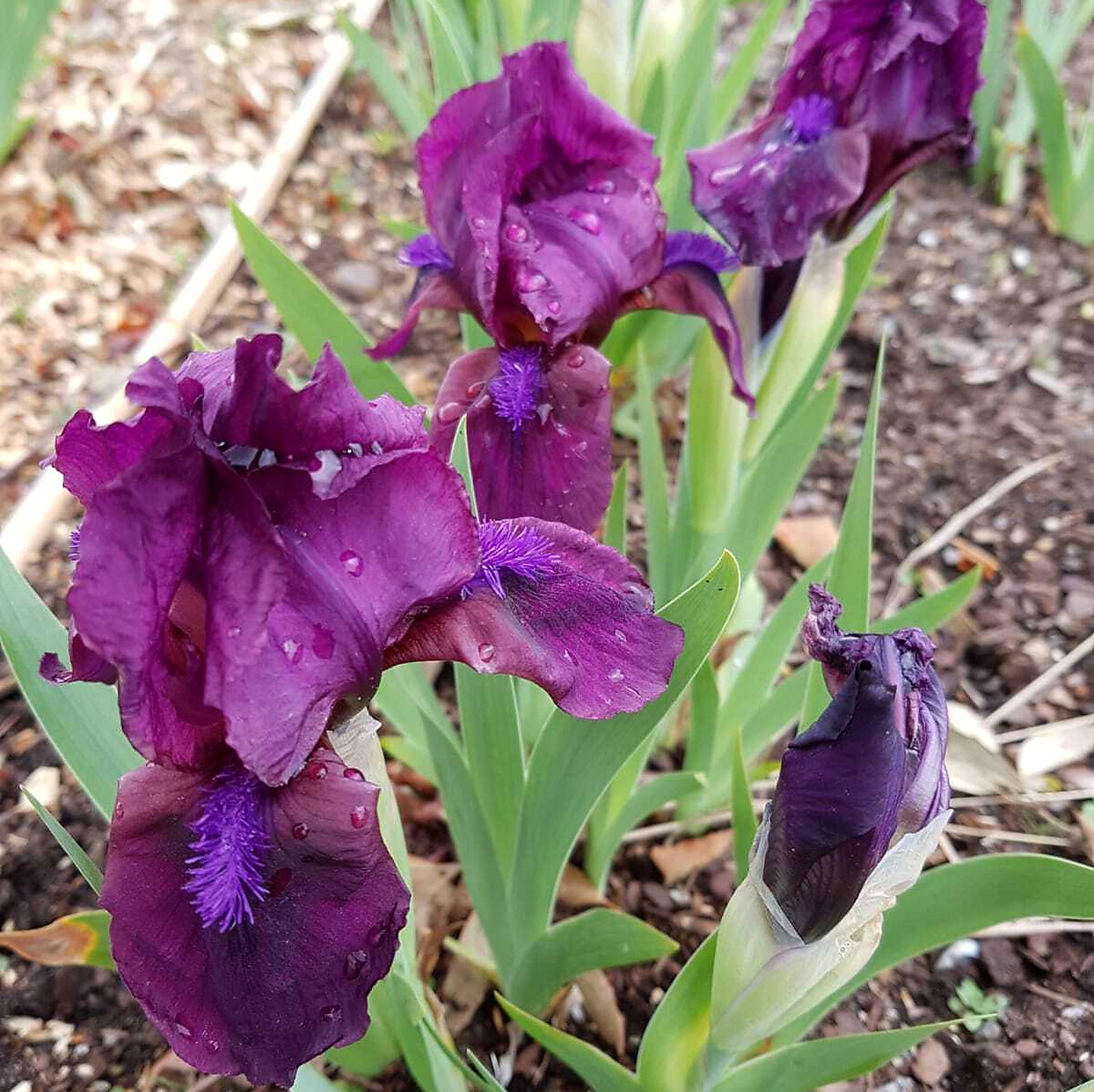 Iris Cherry Bell