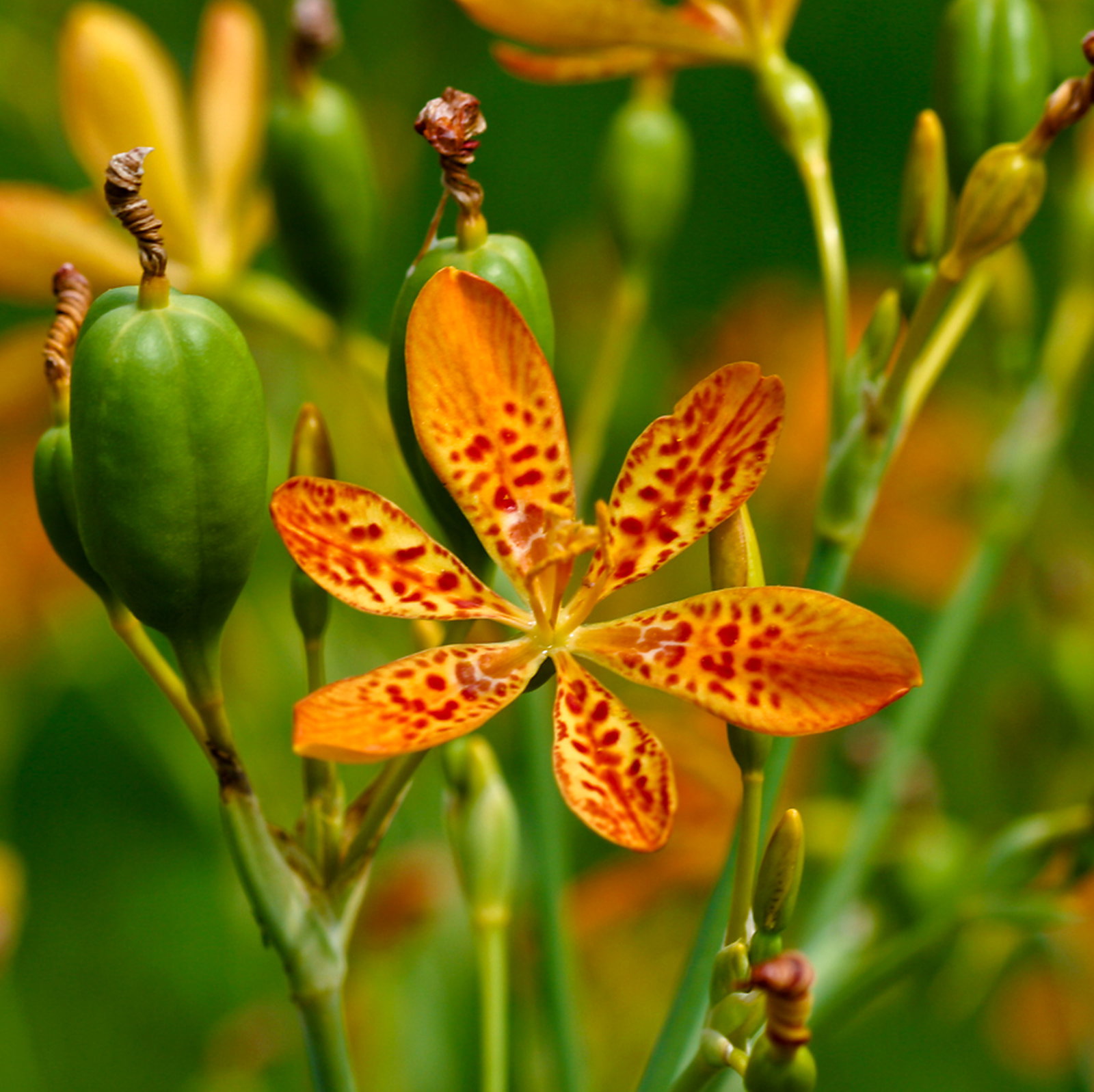 Iris Domestica