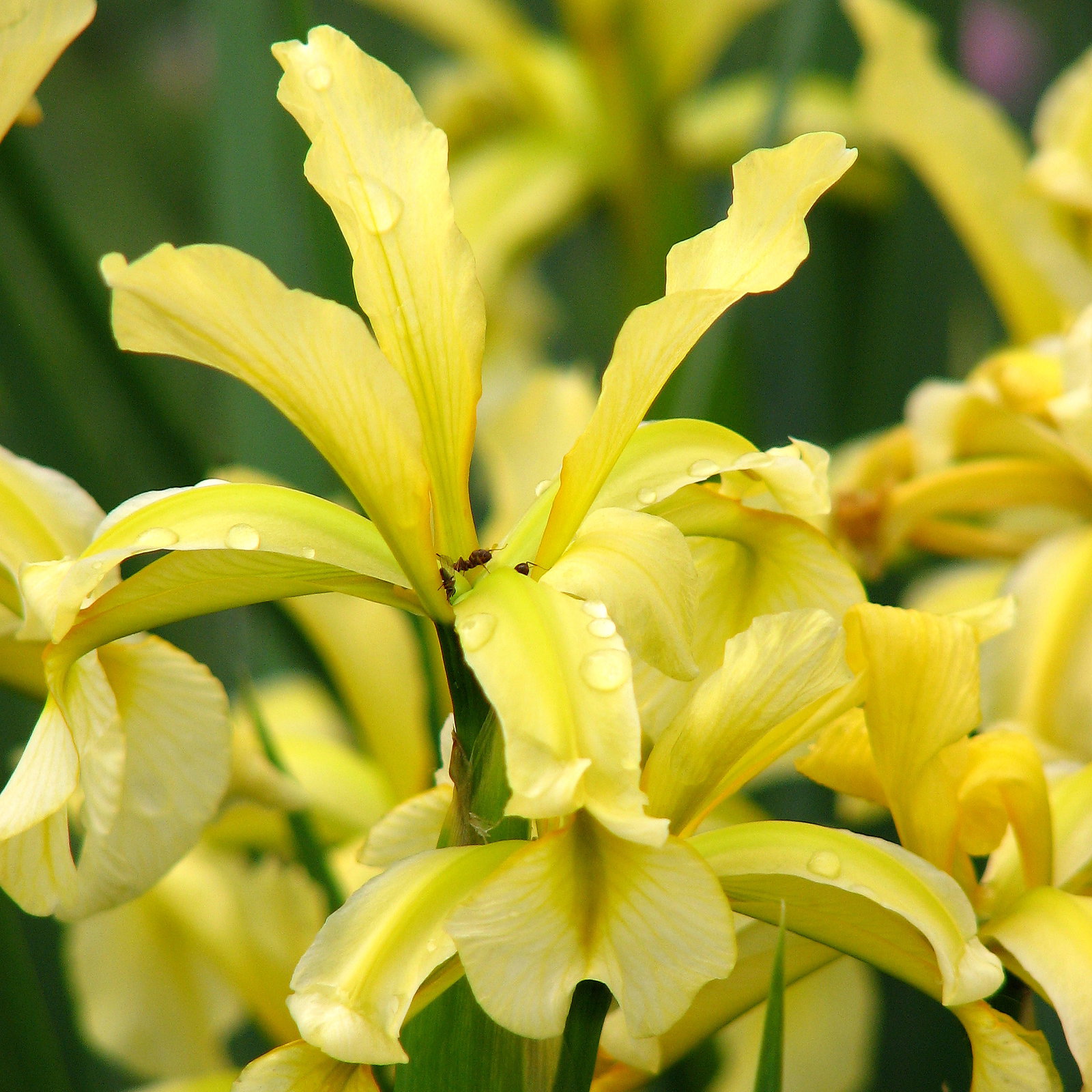 Iris Halophila