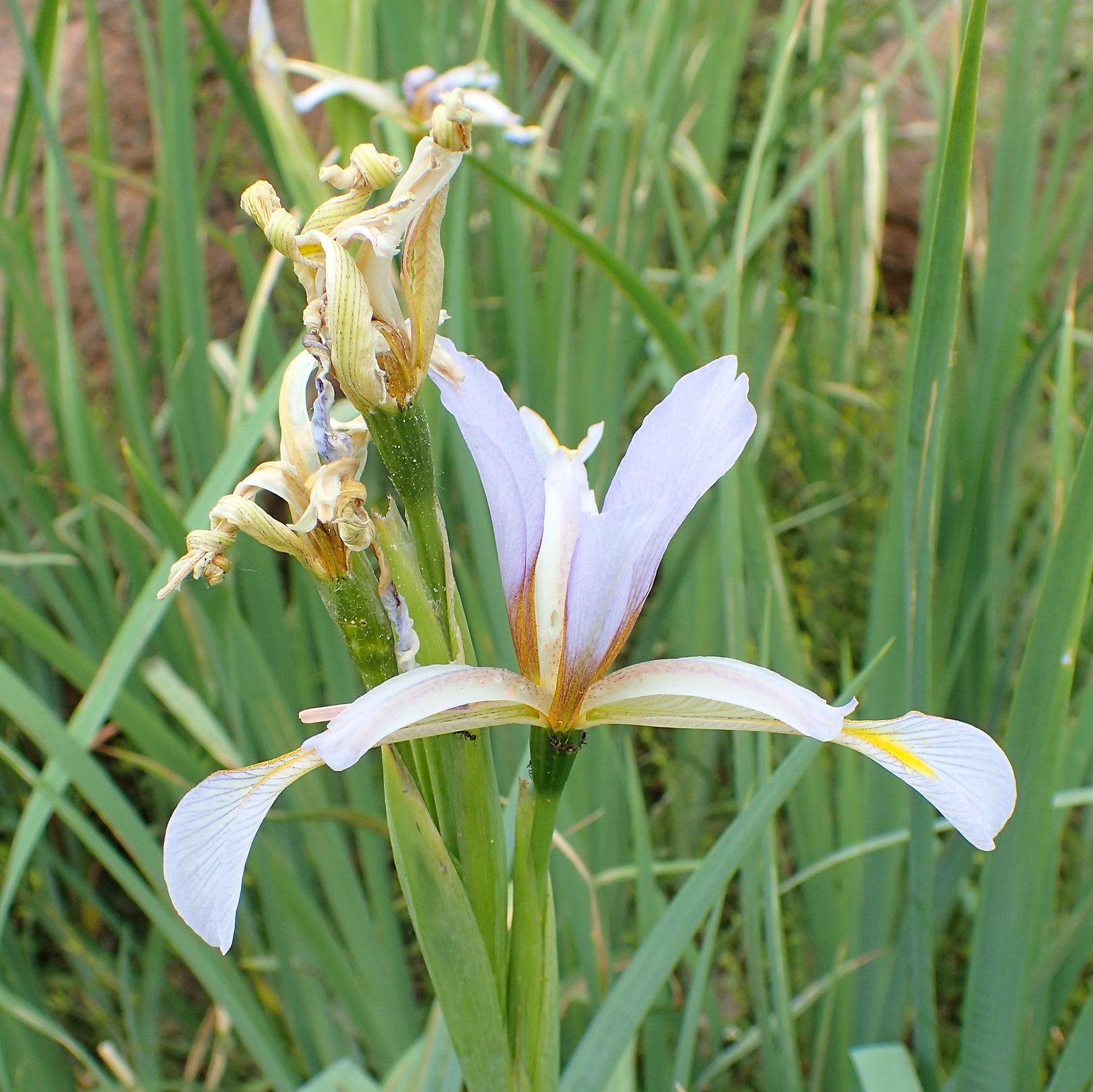 Iris Halophila Var. Sogdiana
