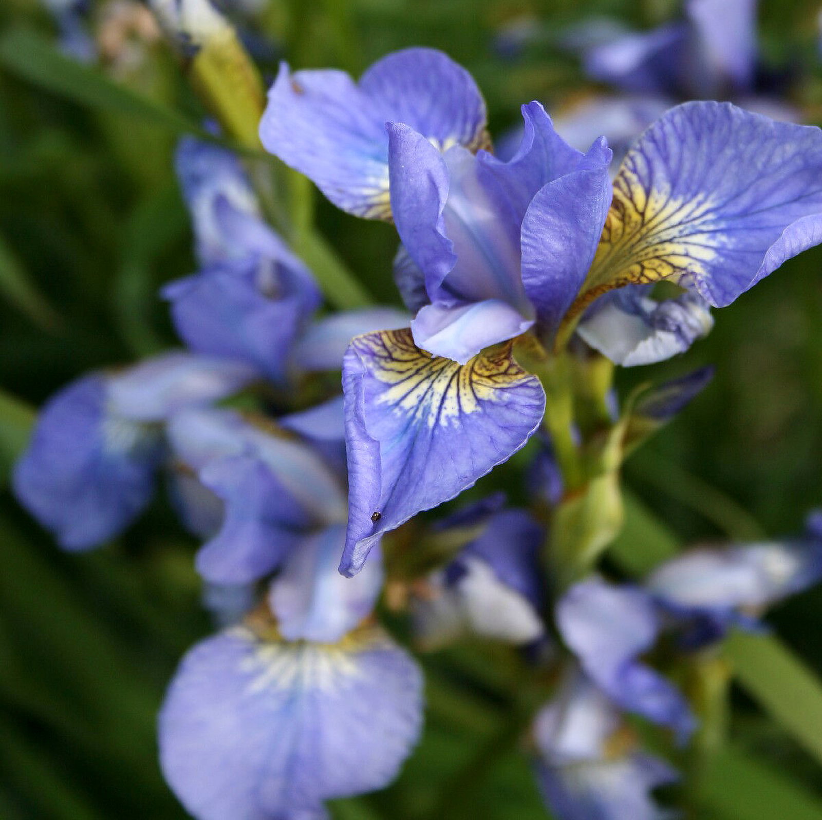 Iris Helen Astor