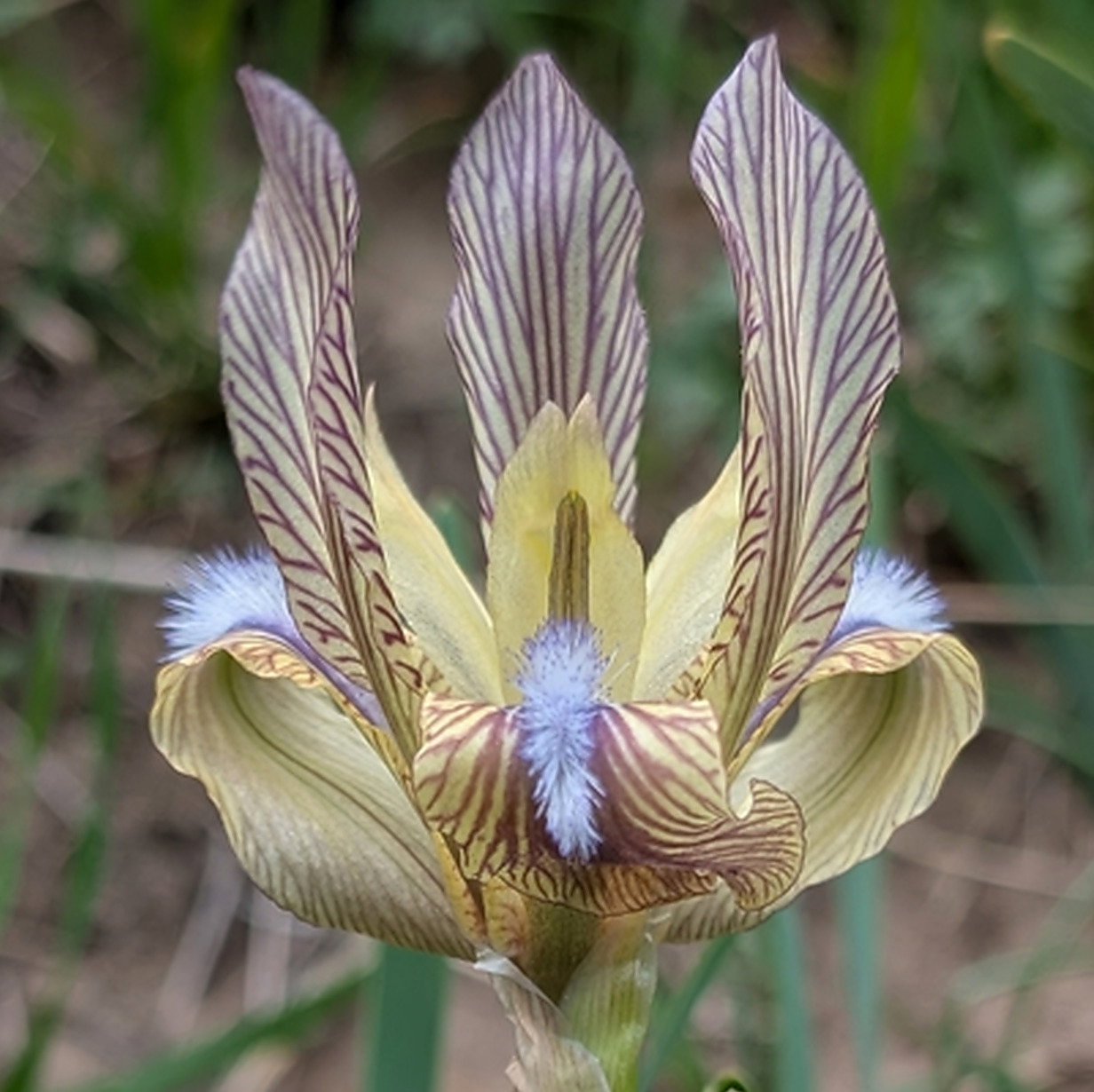 Iris Lineata