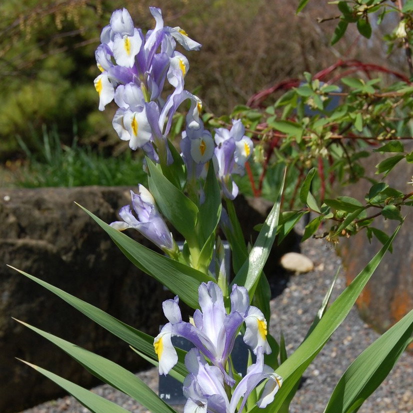 Iris Magnifica