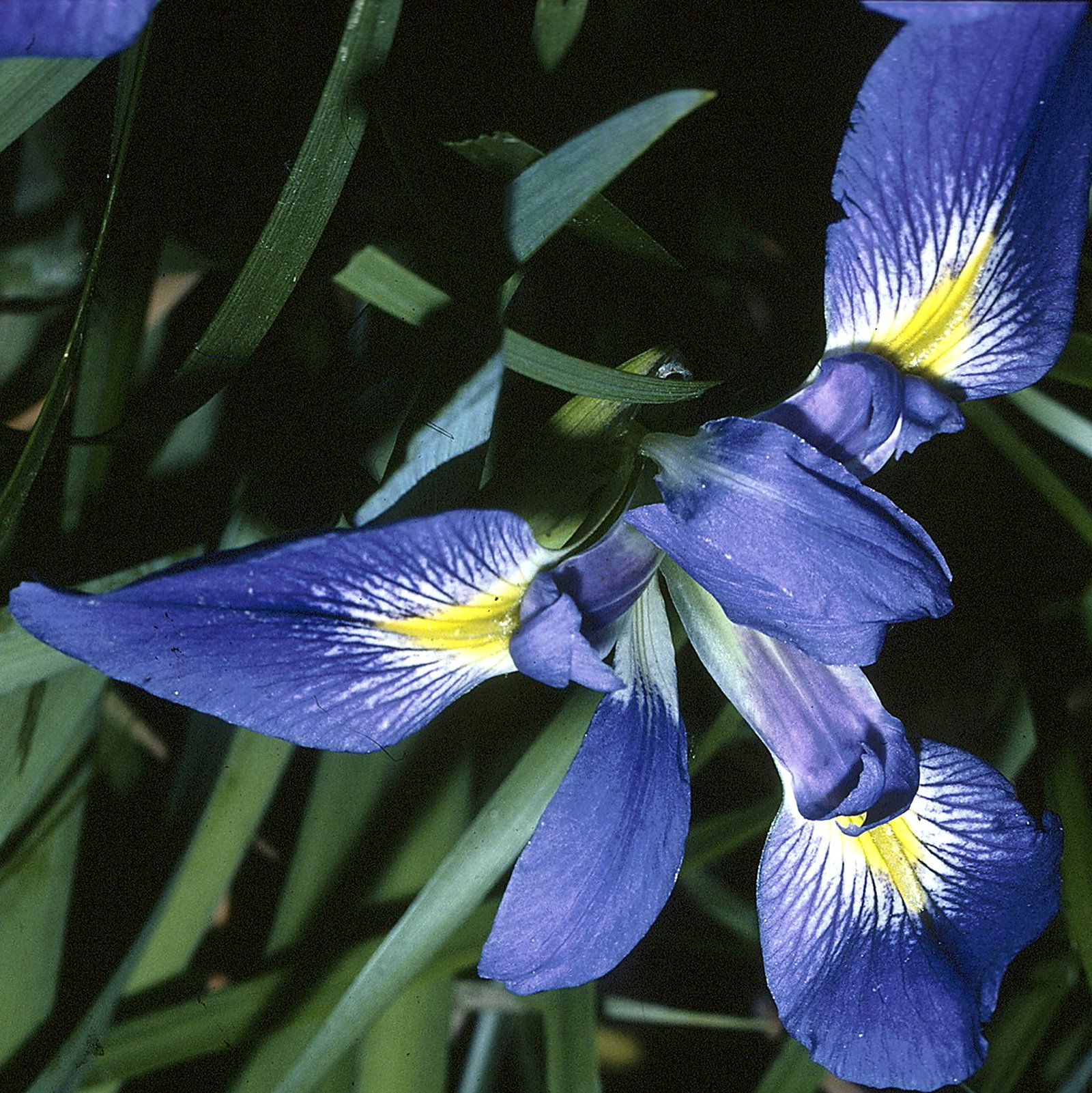 Iris Prismatica