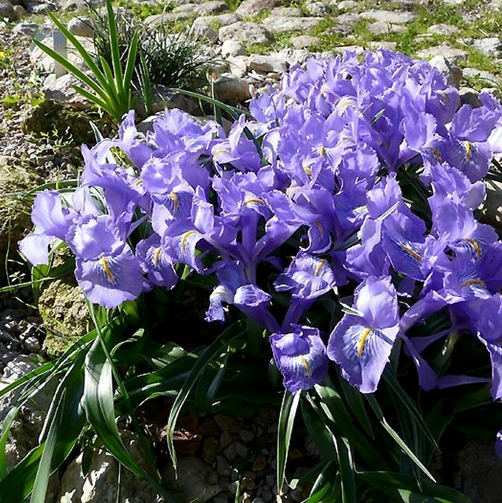 Iris Scorpiris