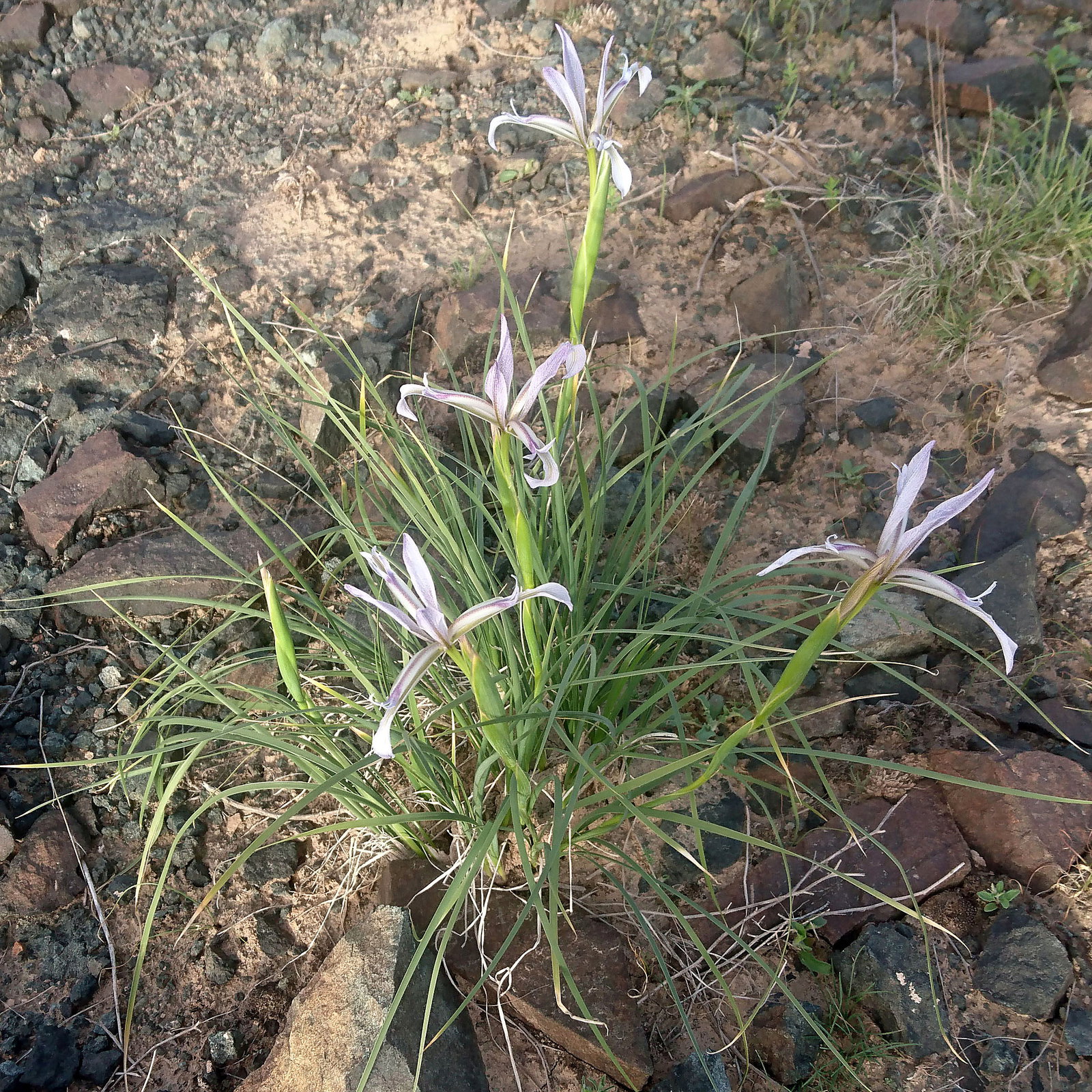 Iris Songarica