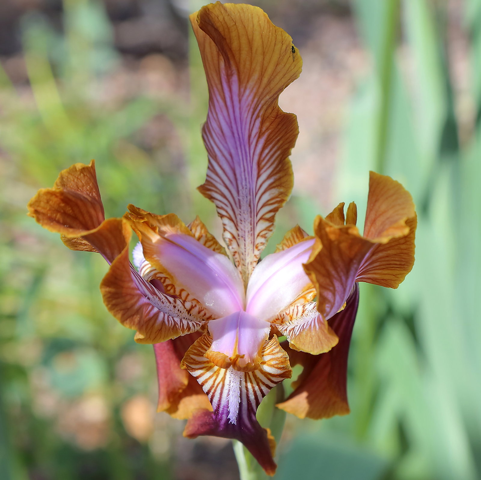 Iris Stolonifera Hybrids And Mixed Forms