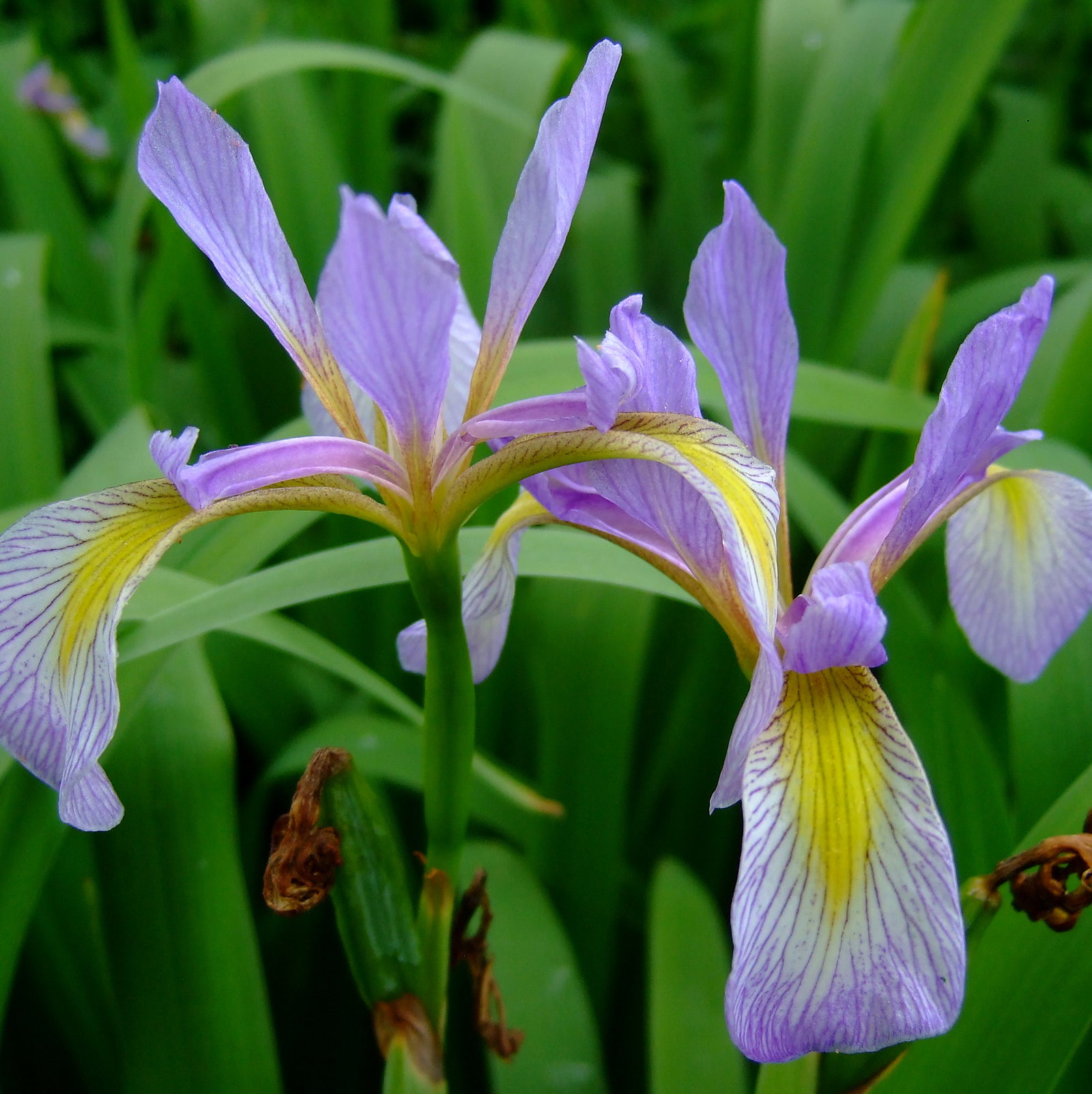 Iris Virginica Shrevei