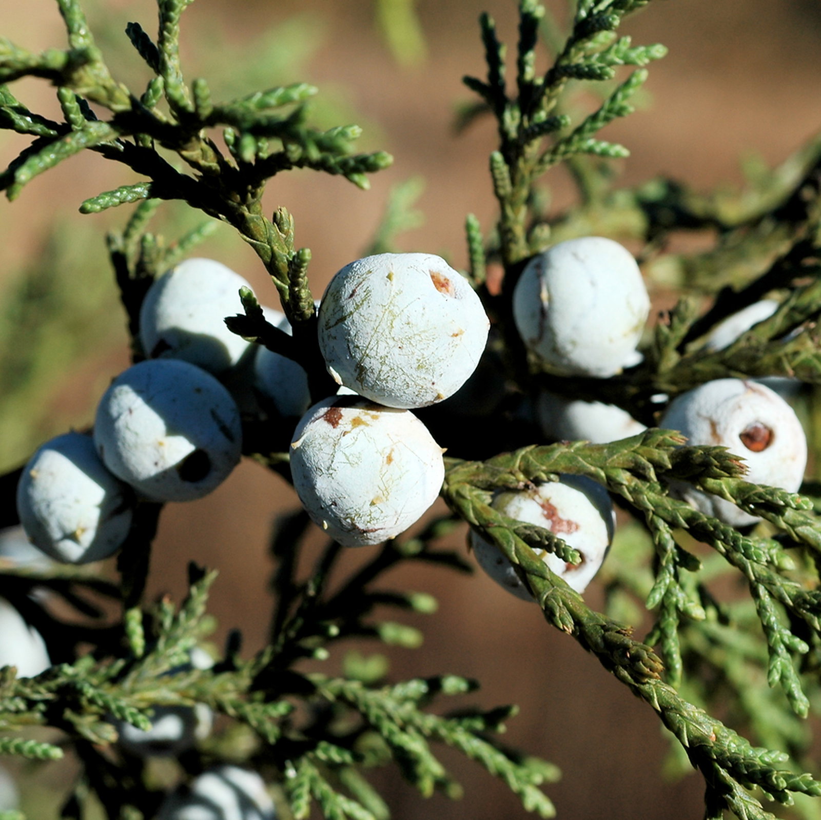 Juniperus Deppeana